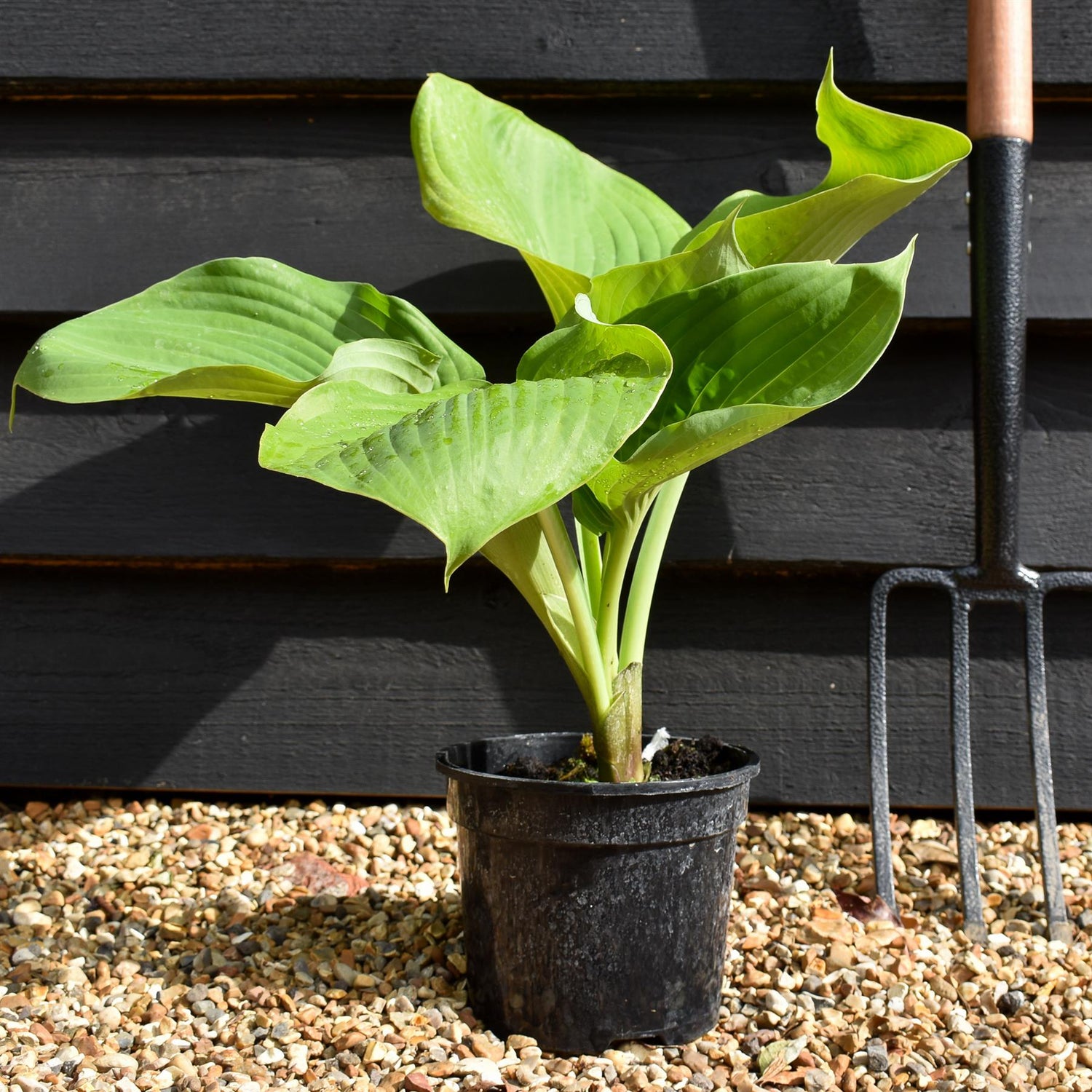 Hosta Plantain Sum and Substance - 30-40cm - 2lt