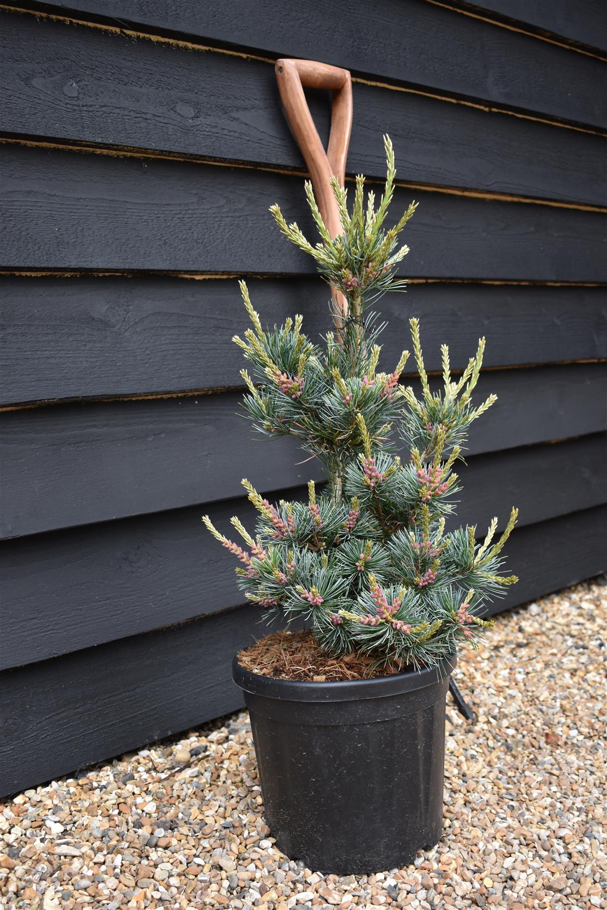 Pinus parviflora 'Negishi' | Japanese white pine 'Negishi' - 60-70cm, 15lt