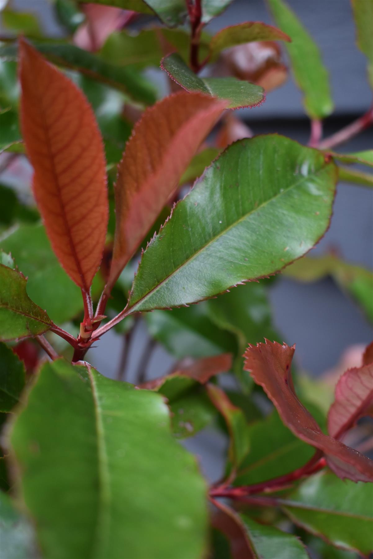 Photinia  x fraseri 'Red Robin' - Bush - Shrub - Hedging -  Height 150-200cm - 15lt