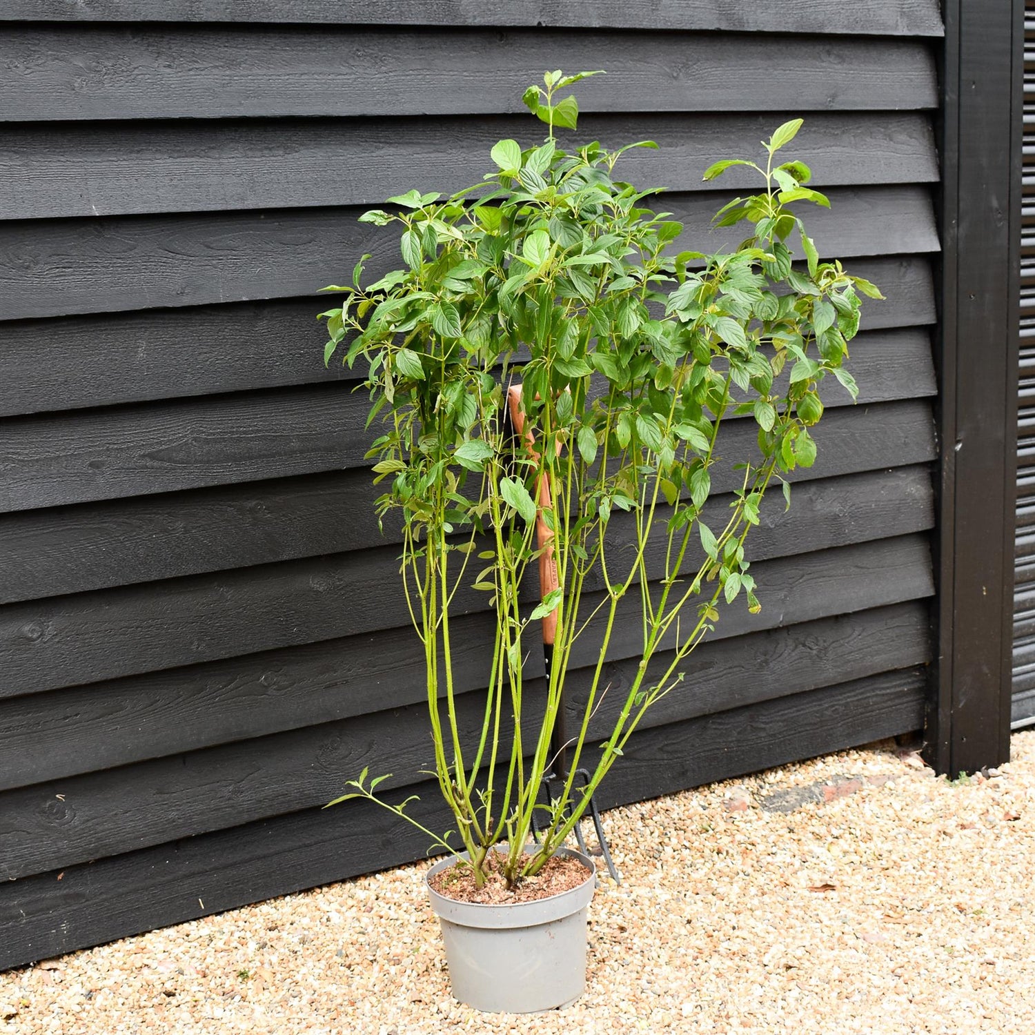 Cornus sericea 'Flaviramea' | Golden-twig dogwood- Height 110-120cm - 10lt