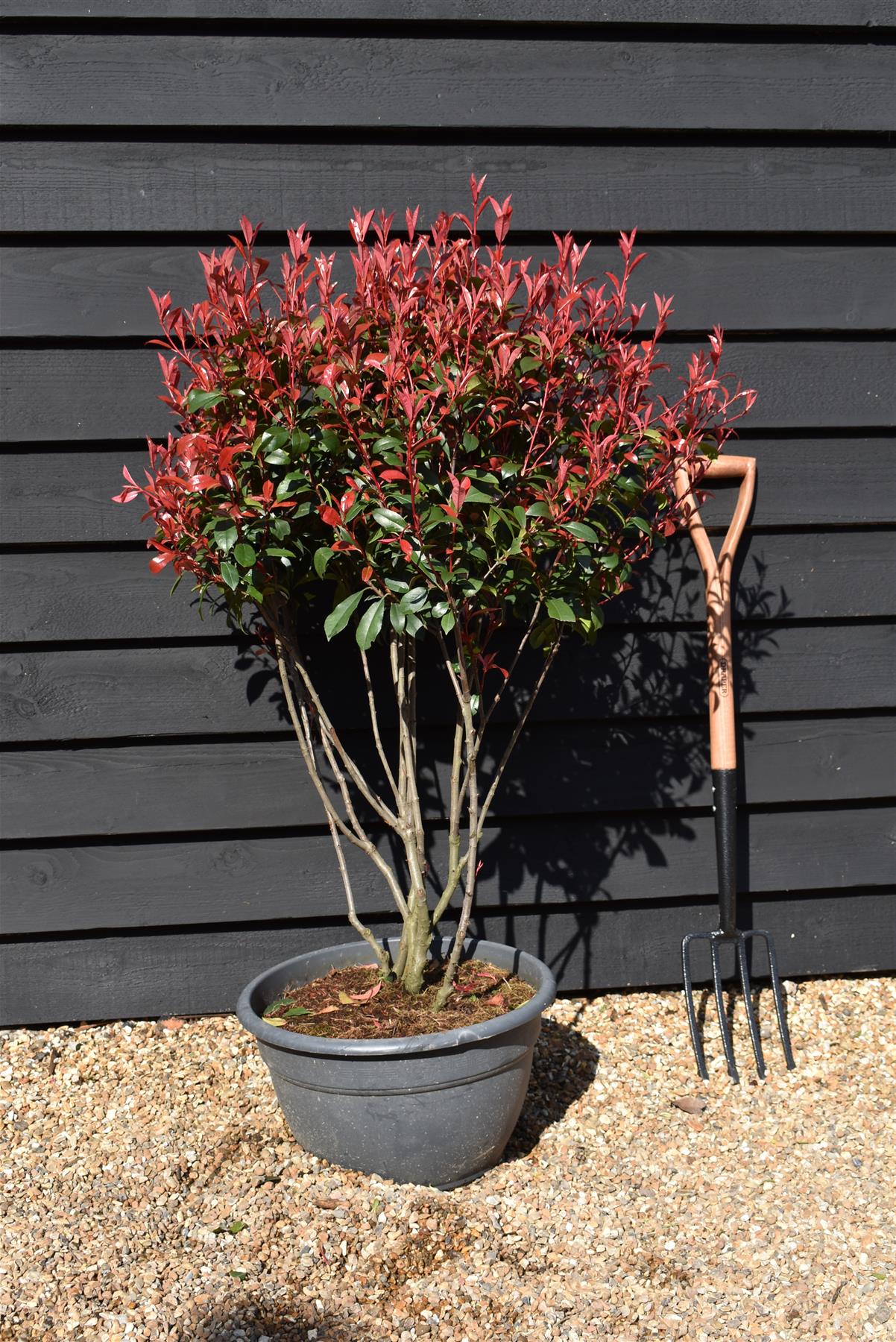 Photinia x fraseri Red Robin Compacta - Multistem - Height 120cm - 40lt