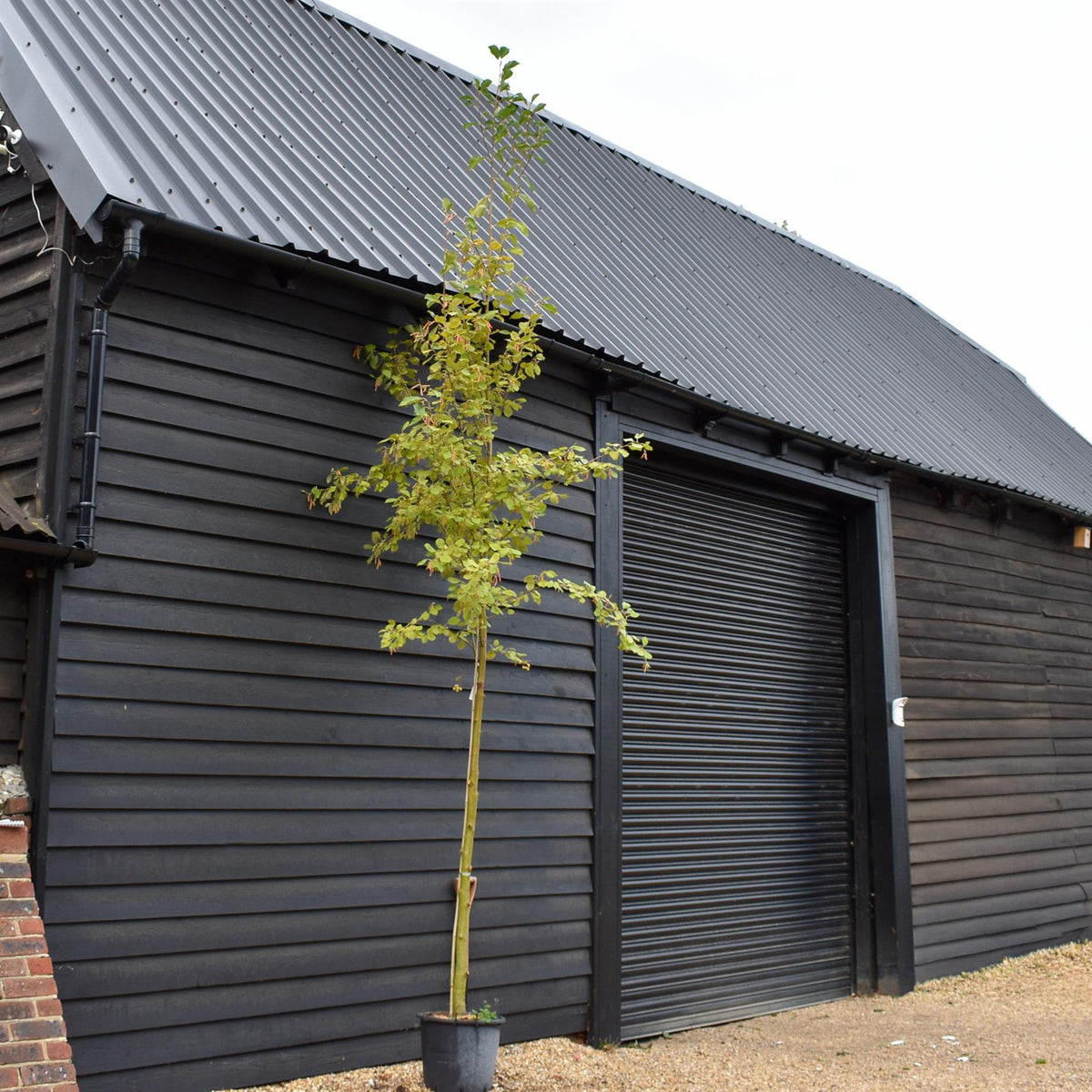 Alnus Incana Aurea - Grey Alder - Height 220-250cm - 30lt