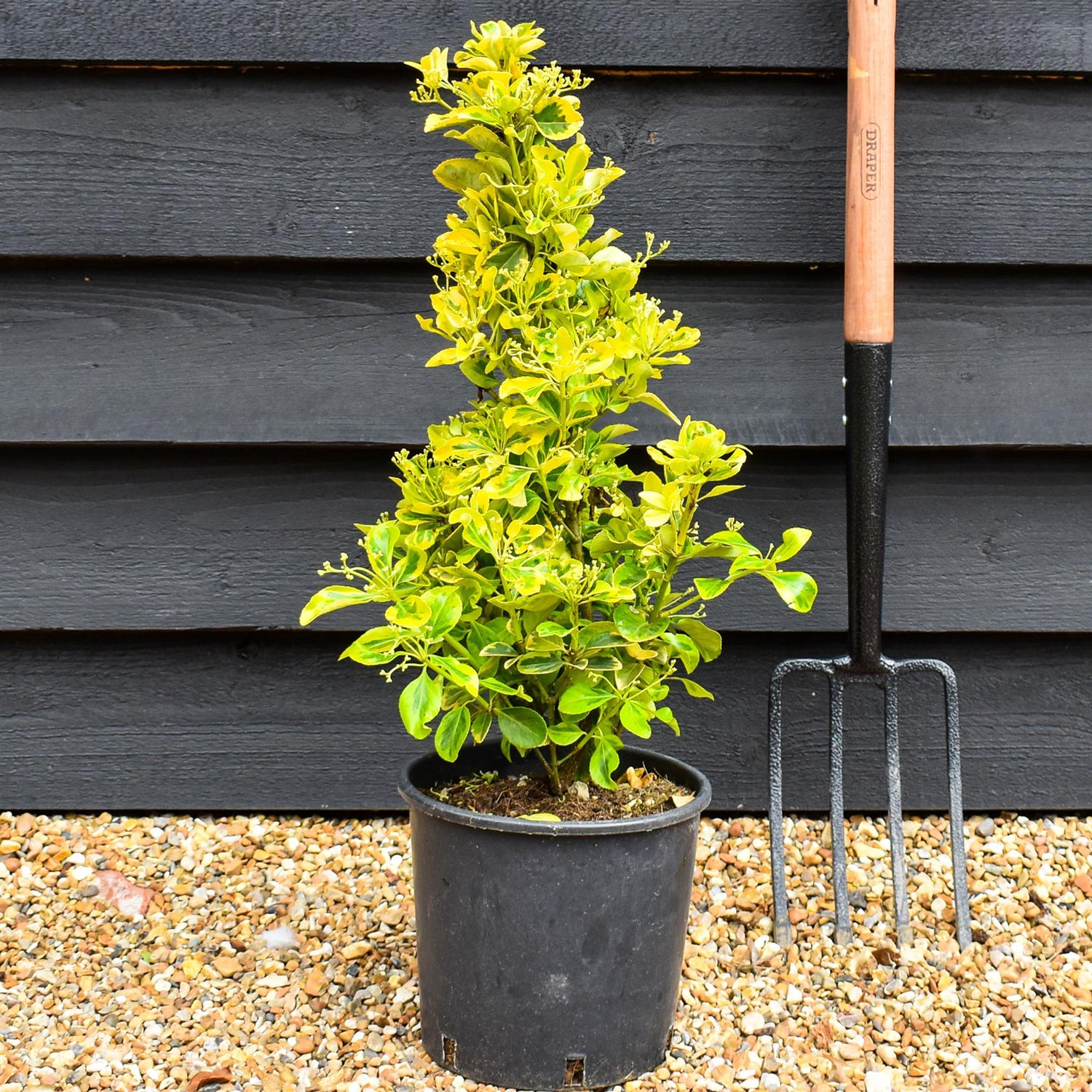Euonymus japonicus 'Aureus' - Height 40-60cm - 3lt