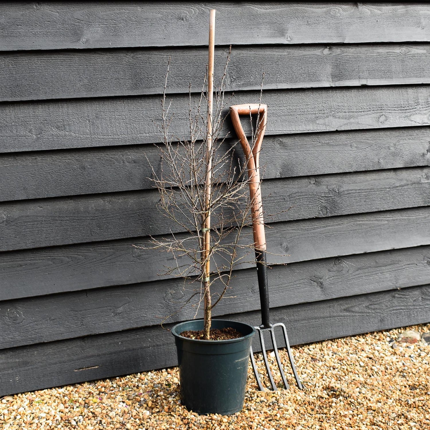 Betula Pendula 'Fuzzy Feathers' - Height 90-120cm - 10lt