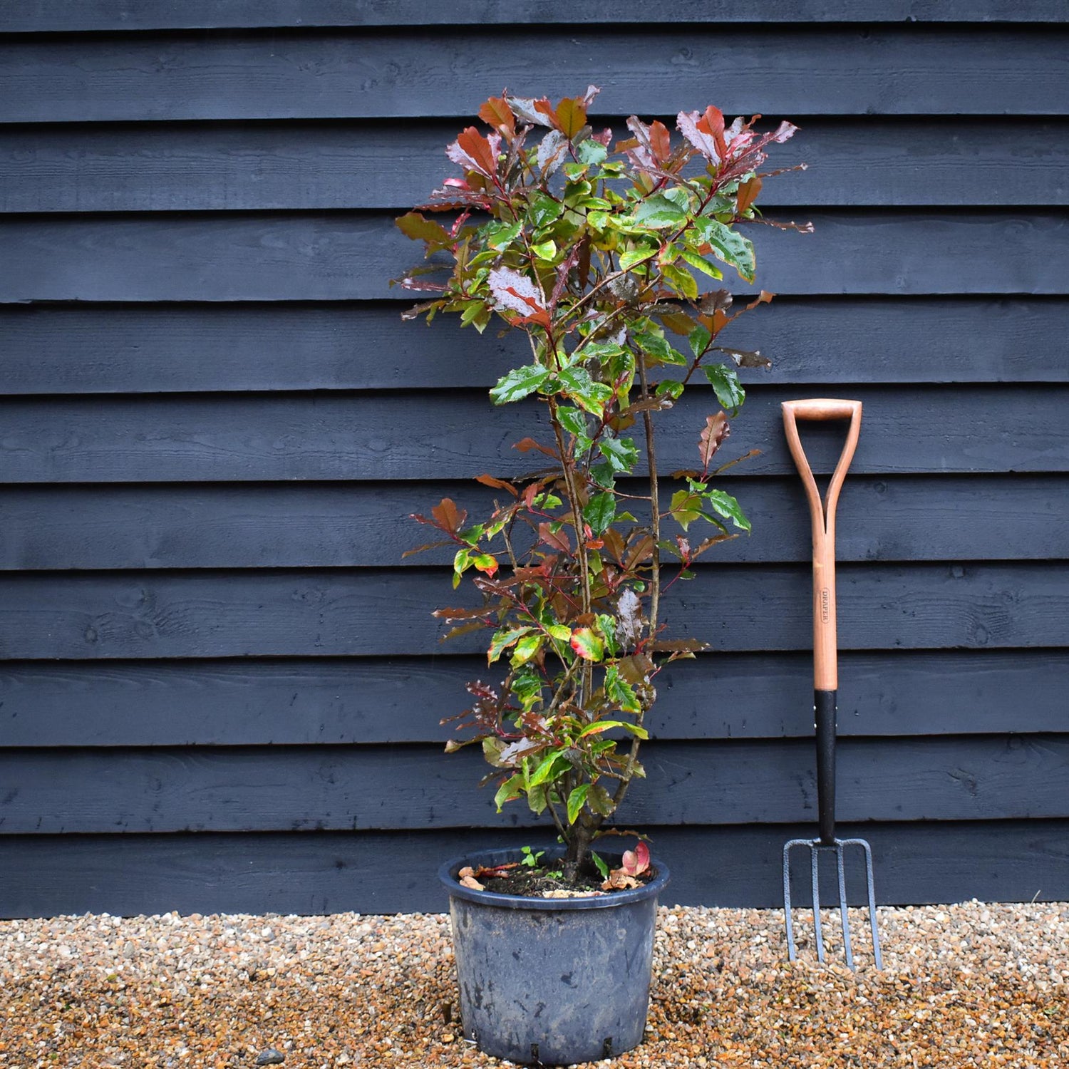 Photinia Magical Volcano | Christmas berry - Bush - Shrub - Hegding - 120-140cm - 20lt