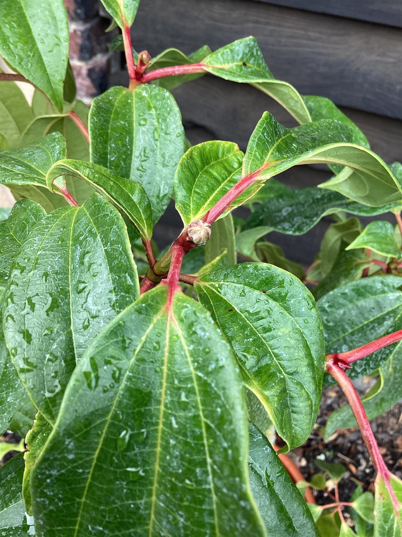 Viburnum cinnamomifolium - 70-80cm, 20lt