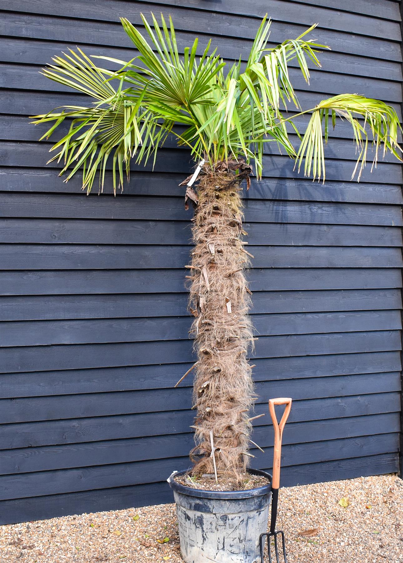 palm tree plant uk Windmill palm | Trachycarpus fortunei - Stem 170-180cm