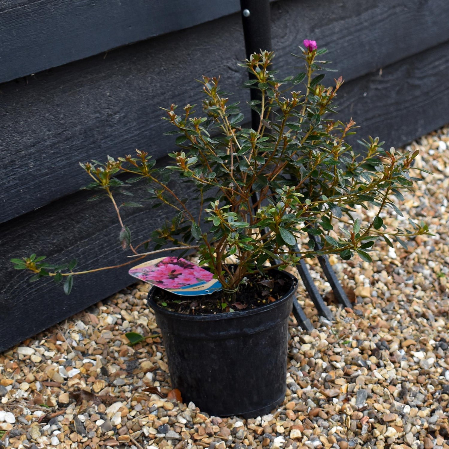 Azalea Japonica 'Amoena' - Height 18-25cm - Bushy - 2lt