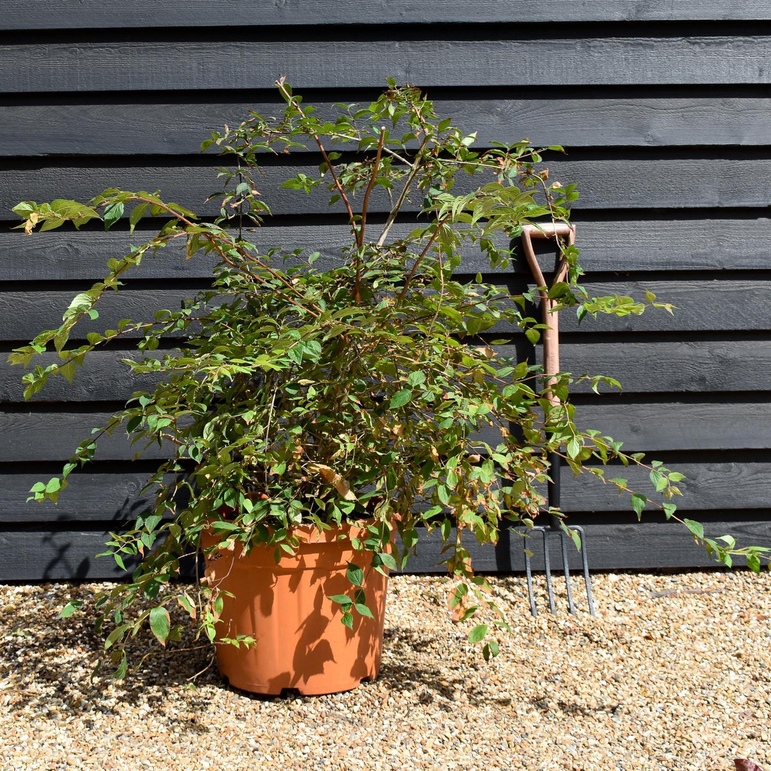 Kolkwitzia amabillis 'Pink Cloud' Height 80-100cm - Bushy - 45lt