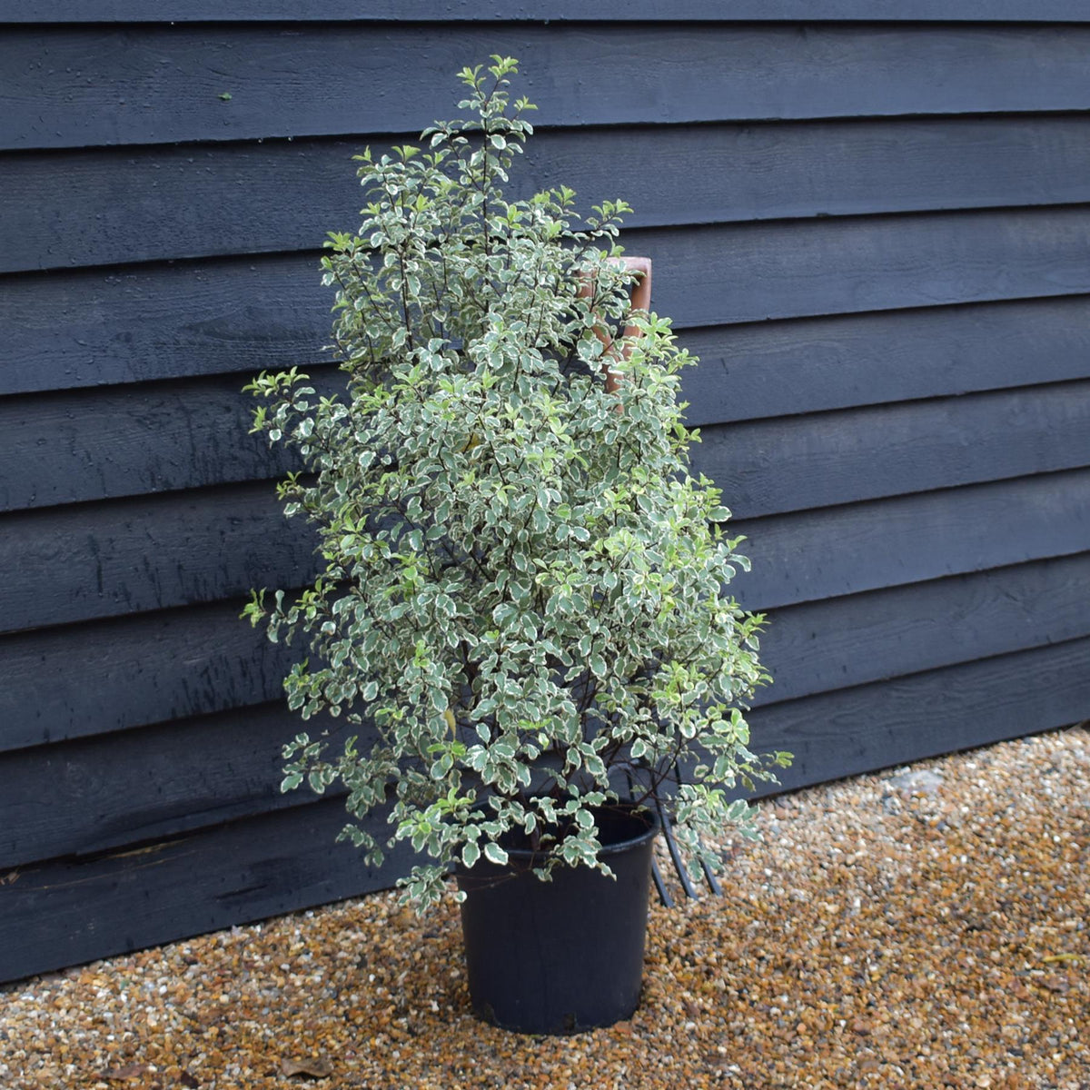 Pittosporum tenuifolium Variegatum - Height 90-100cm -12lt