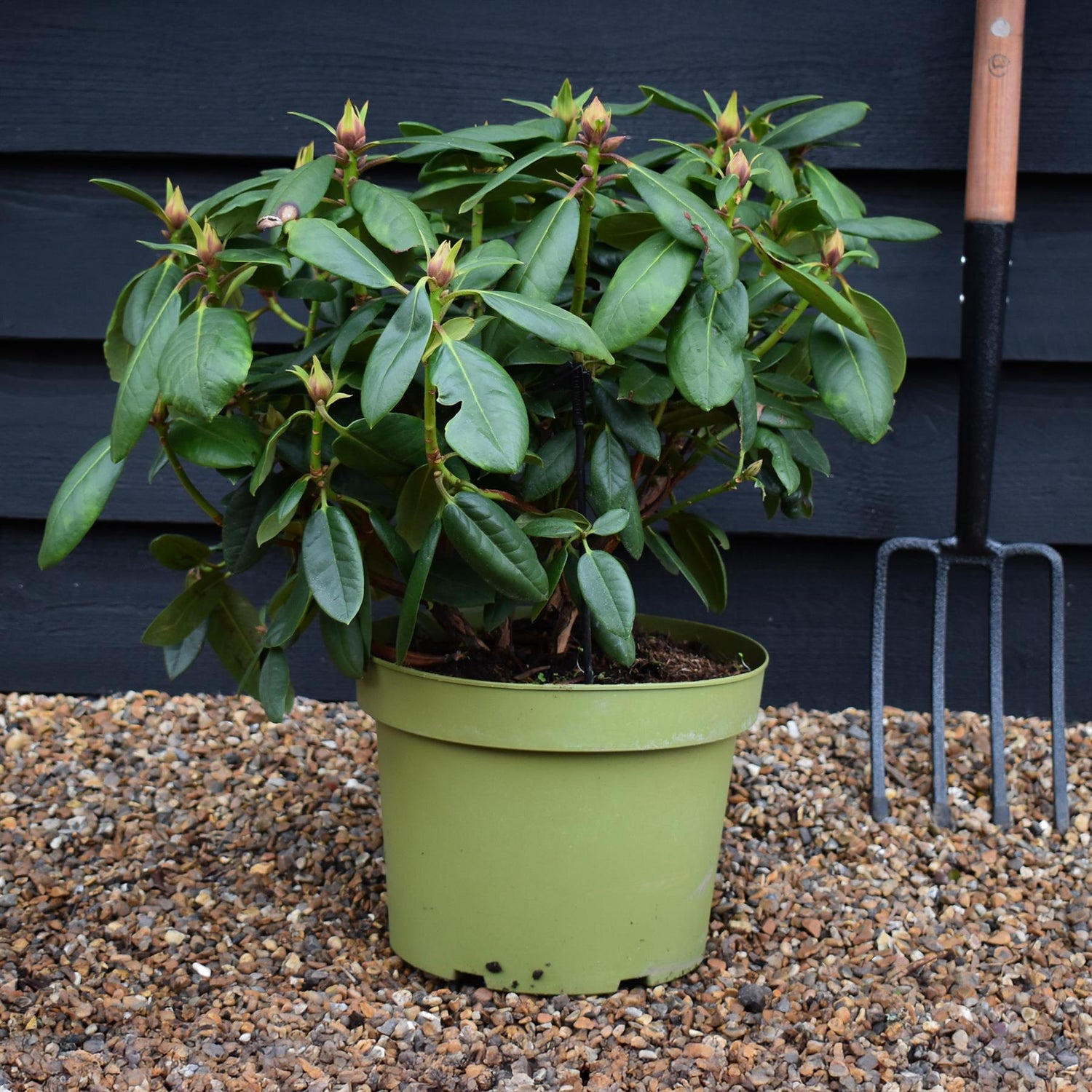 Rhododendron 'Virginia Richards' - Shrub - Height 30-40cm - 20lt