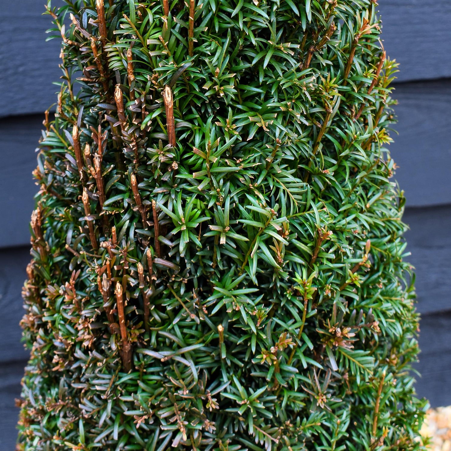Taxus baccata | Yew tree - Cone - Height 110-120cm - 12lt