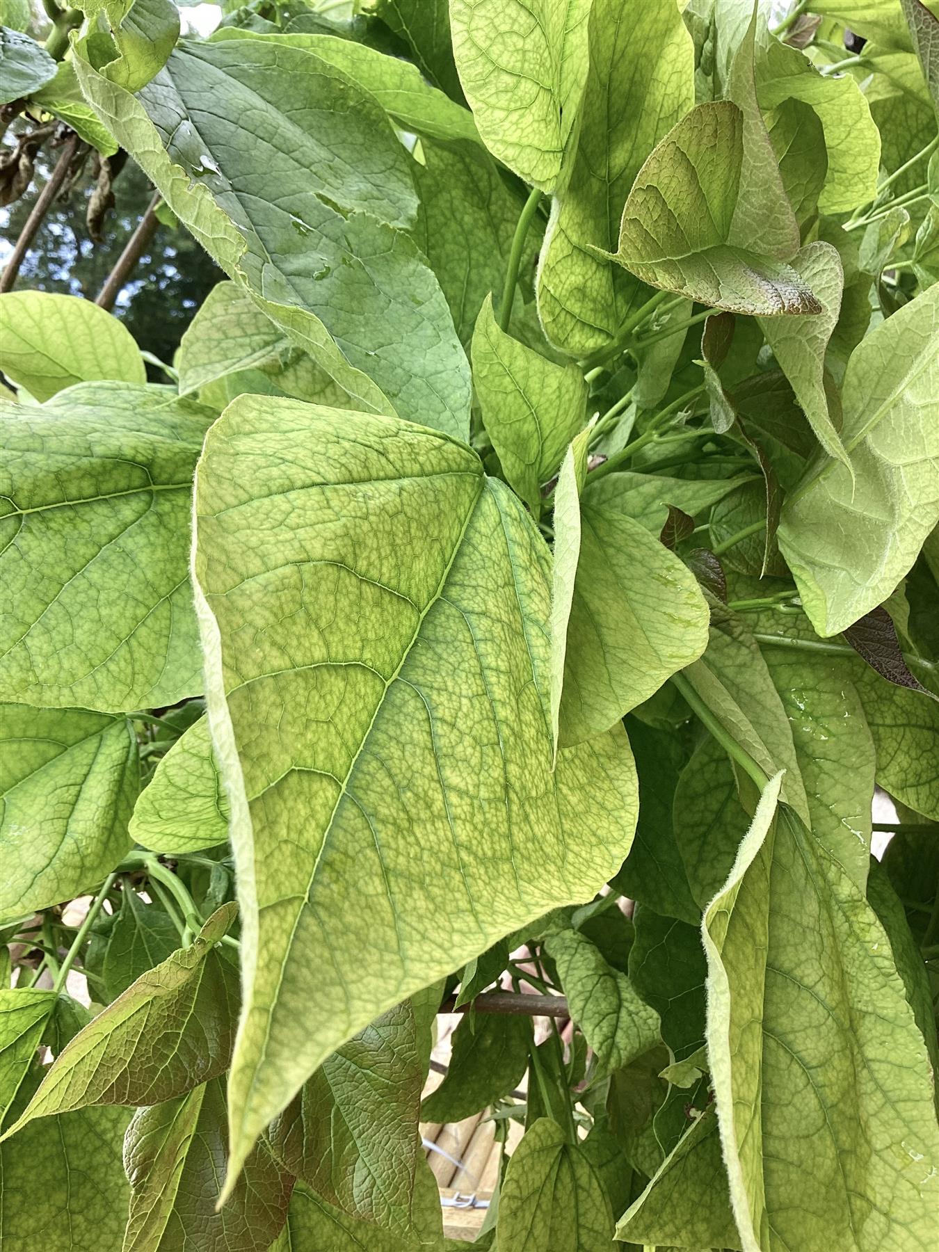 Catalpa bignonioides 'Nana' | Indian bean tree 'Nana' - Girth 12-14cms - 250-300cm, 30lt