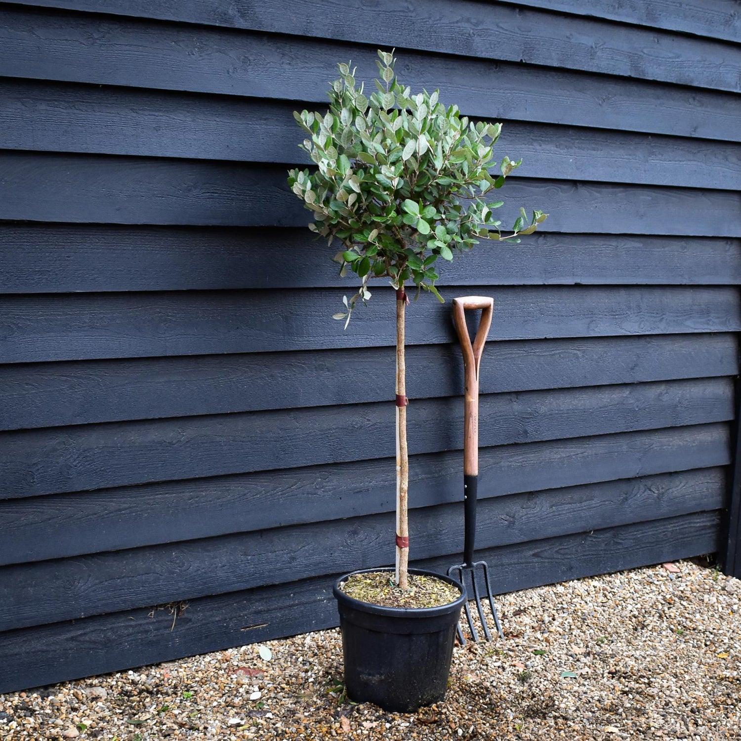 Feijoa (acca) sellowiana | Pineapple Guava Tree - Clear Stem 70-80cm - Height 110-130cm - Girth 6cm - 15lt