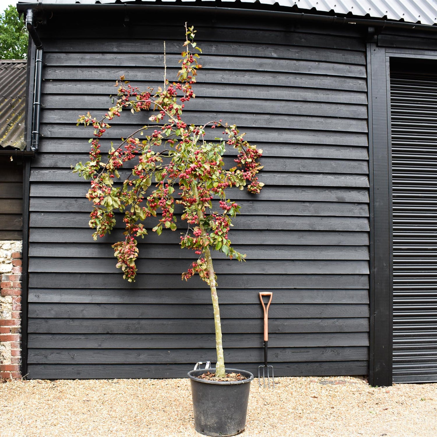 Malus Neville Copeman | Purple Crab Apple Tree, Clear Stem - Standard -  Girth 10-12cm - Height 360-380cm - 70lt