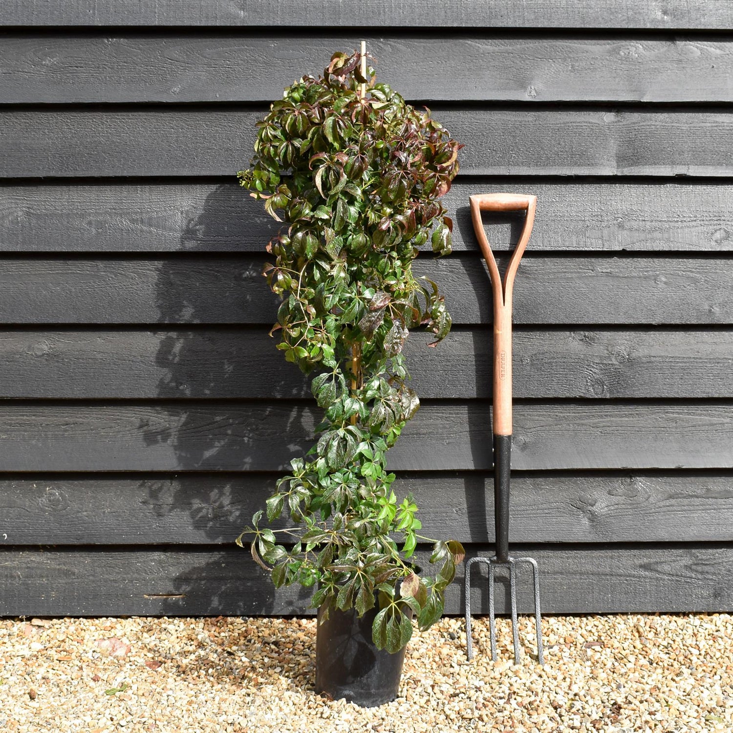 Parthenocissus quinquefolia | American Ivy | Virginia Creeper- Height 90-100cm - 5lt