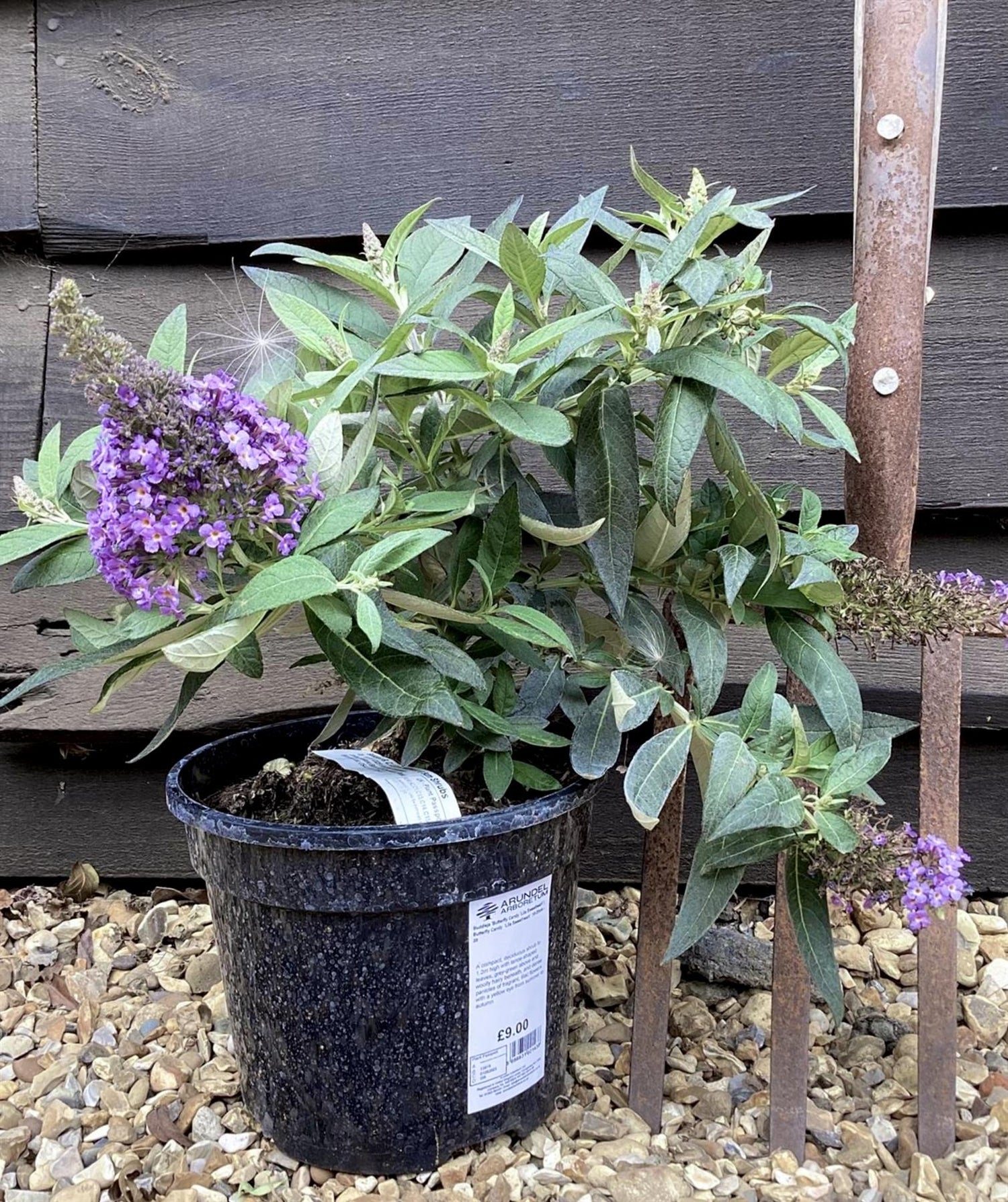 Buddleja 'Butterfly Candy Lila Sweetheart' | Butterfly Candy Lila Sweetheart 10-20cm - 3lt