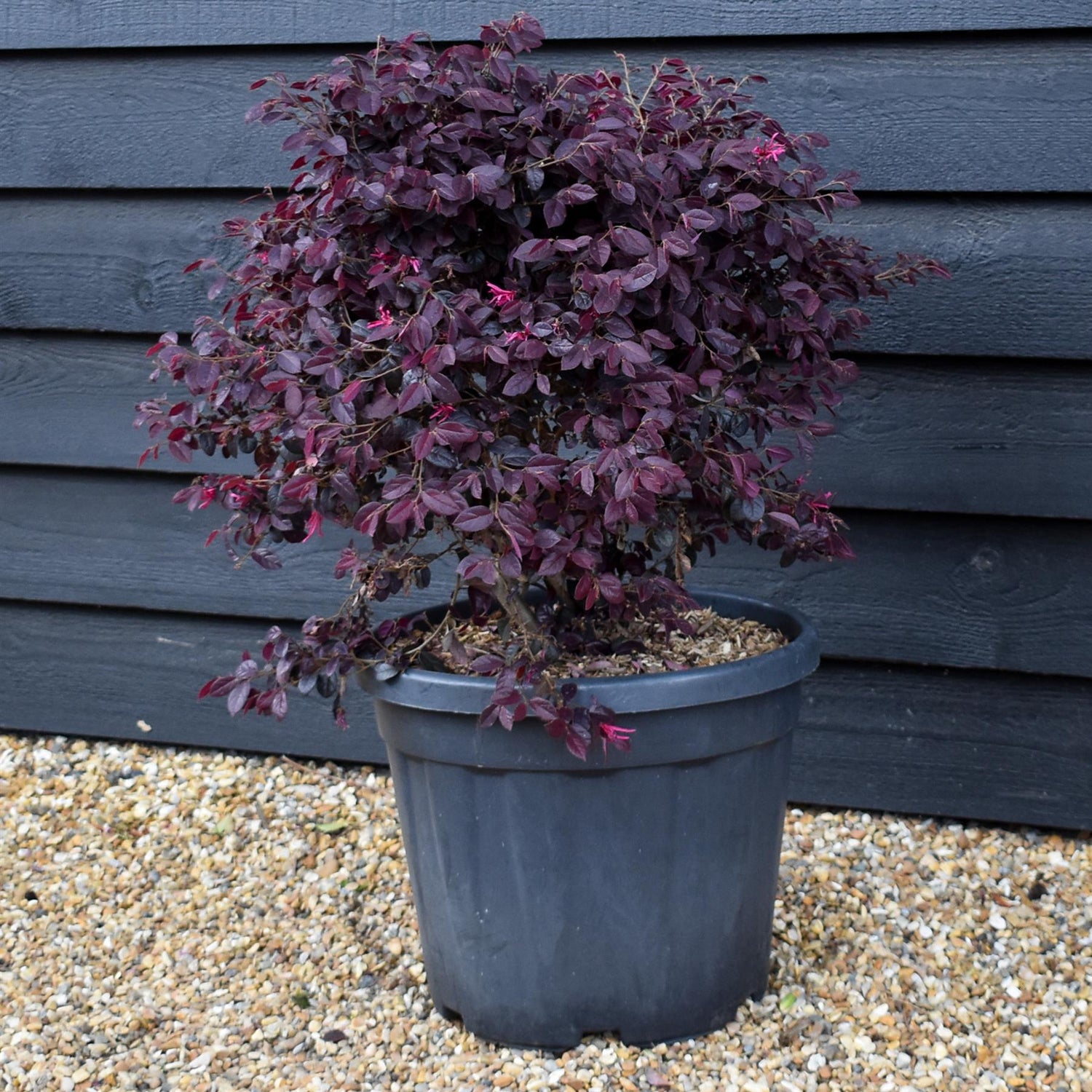 Loropetalum chinense Black Pearl  | Chinese Fringe Flower - Ball - Height 50-60cm Width 50cm - 30lt