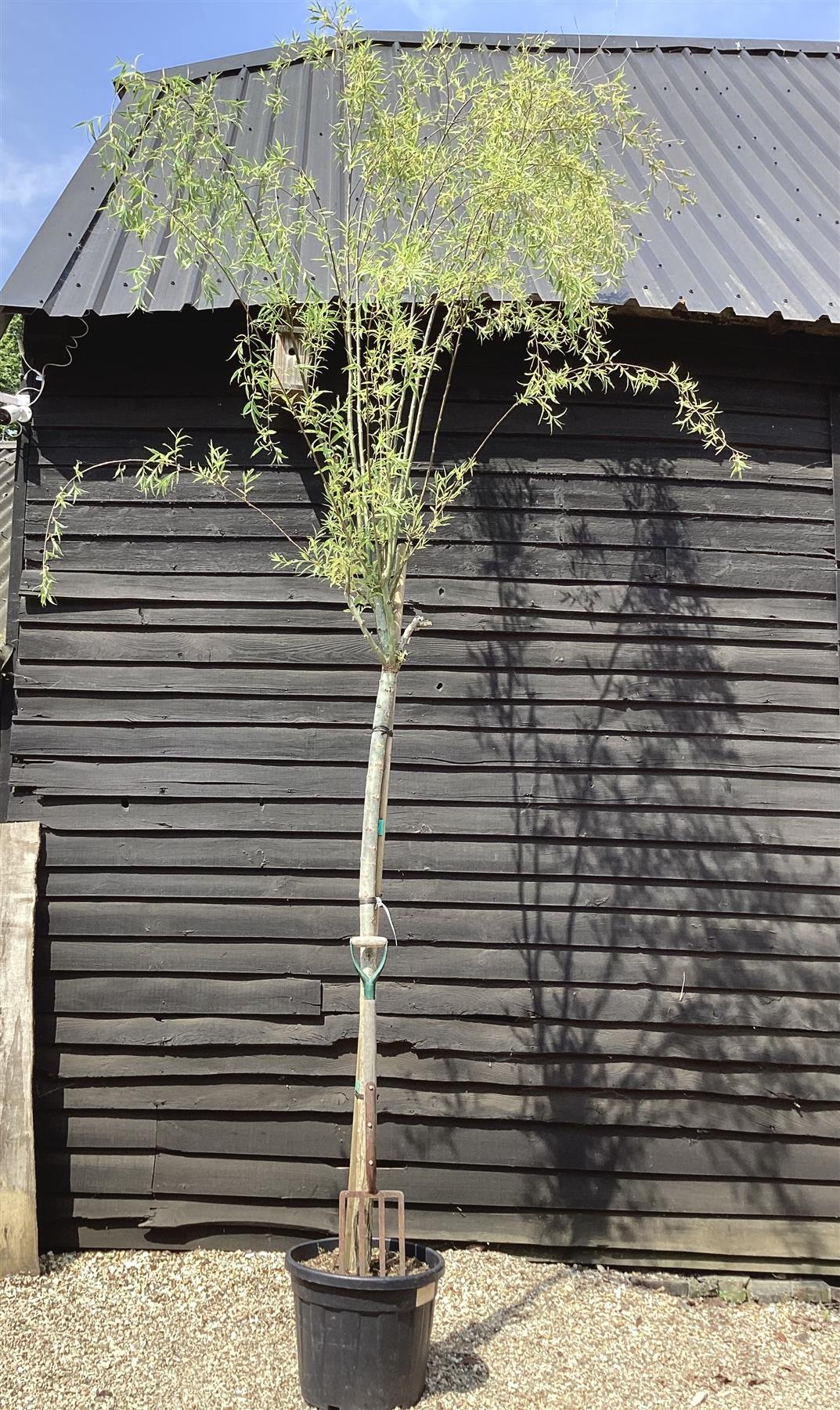 Salix babylonica var. pekinensis 'Tortuosa' | Corkscrew Willow - 400-410cm, 55lt