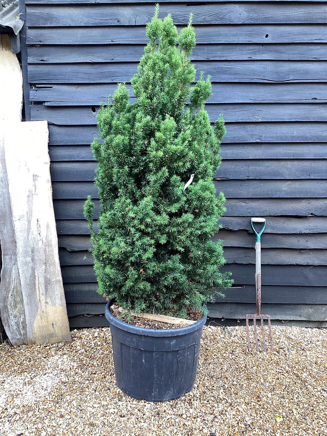 Taxus Media 'Hillii' | Yew Tree/Large Shrub - Upright Taxus - Bushy - Height 160-180cm - 130lt