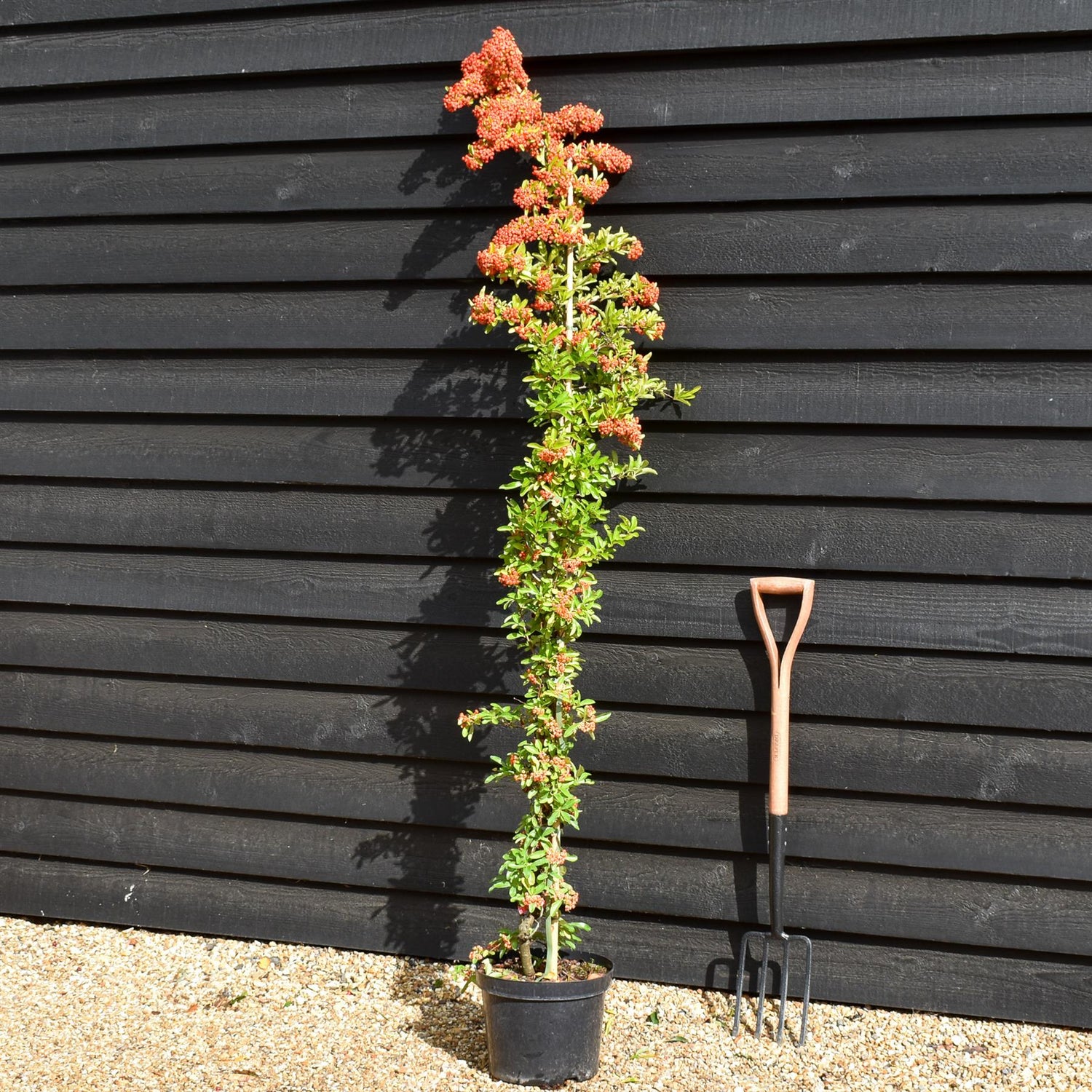 Pyracantha saphyr Rouge - Height - 175-200cm - 10lt