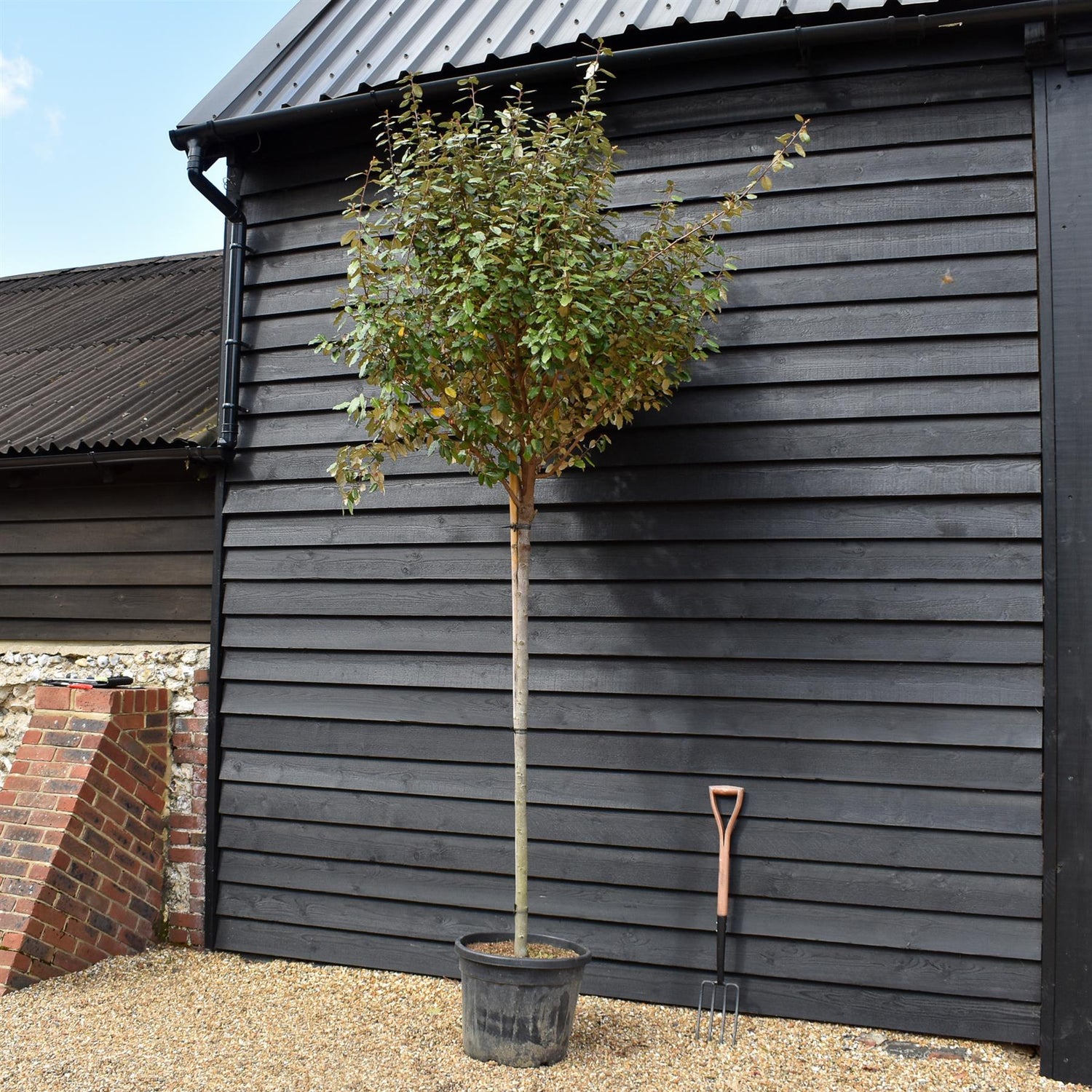 Elaeagnus ebbingei Compacta | Ebbinge's silverberry - Clear Stem 180cm - Girth 10-12cm - Height 320-350cm - 55lt