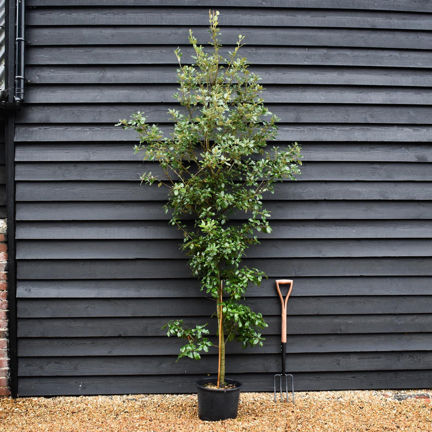Holm Oak | Evergreen Oak | Quercus Ilex - Bushy - 130-160cm - 20lt