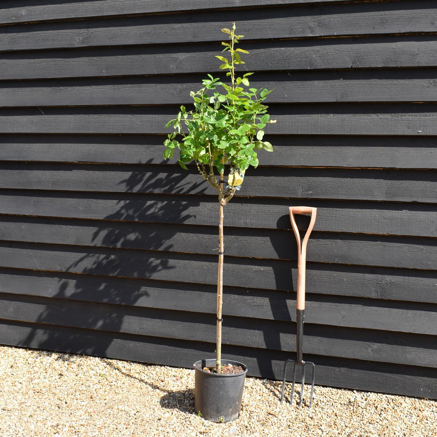 Rose - Lemon Yellow - Stem 80cm - Height 110-120cm - 10lt