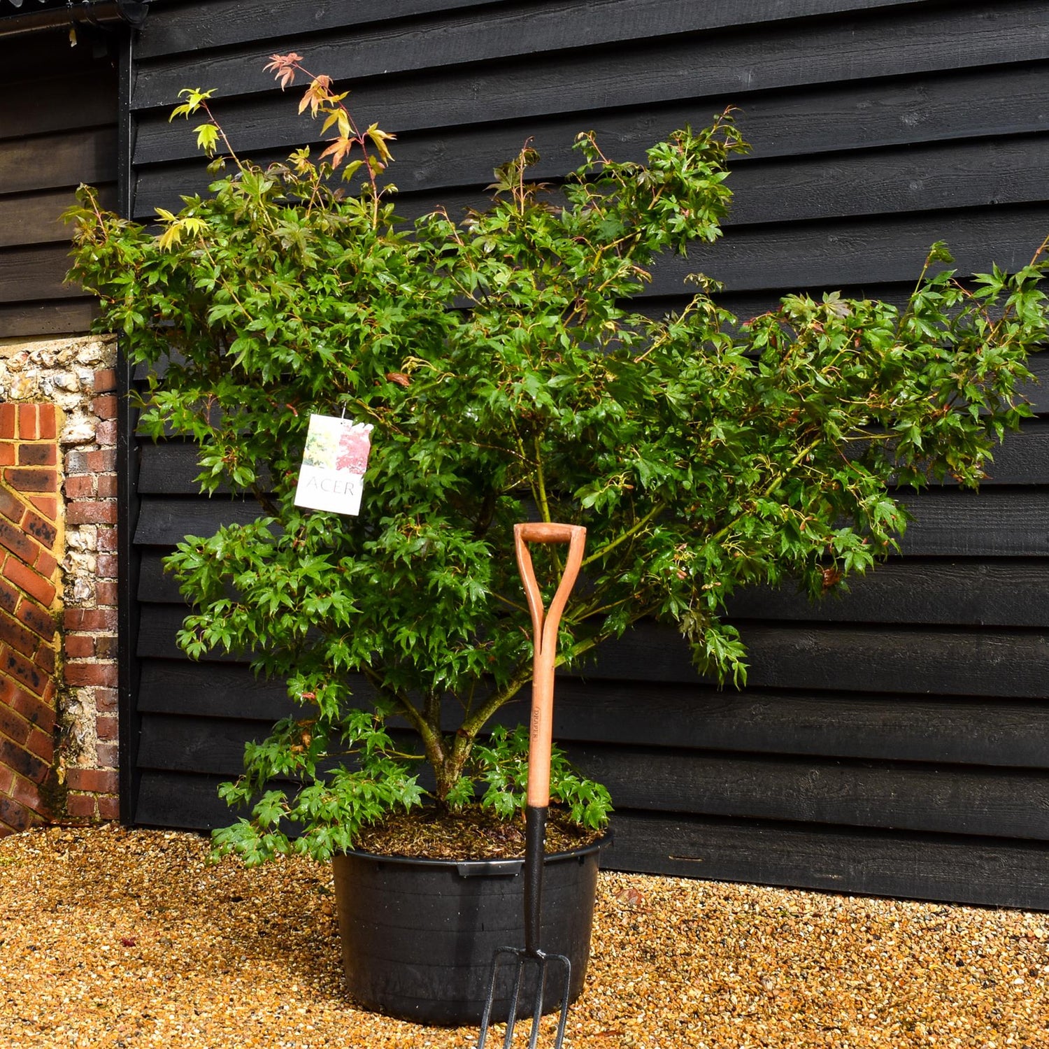 Osakazuki Japanese maple | Acer palmatum 'Osakazuki' |   -  Height 150-160cm - Width 150-200cm - 65lt