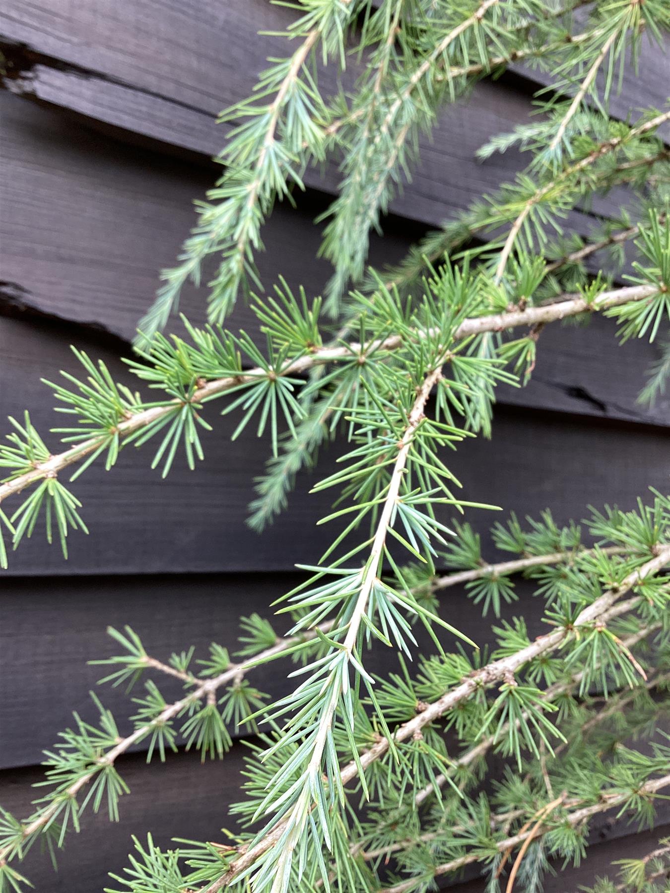 Cedrus deodara | Himalayan Cedar - 220-250cm, 70lt