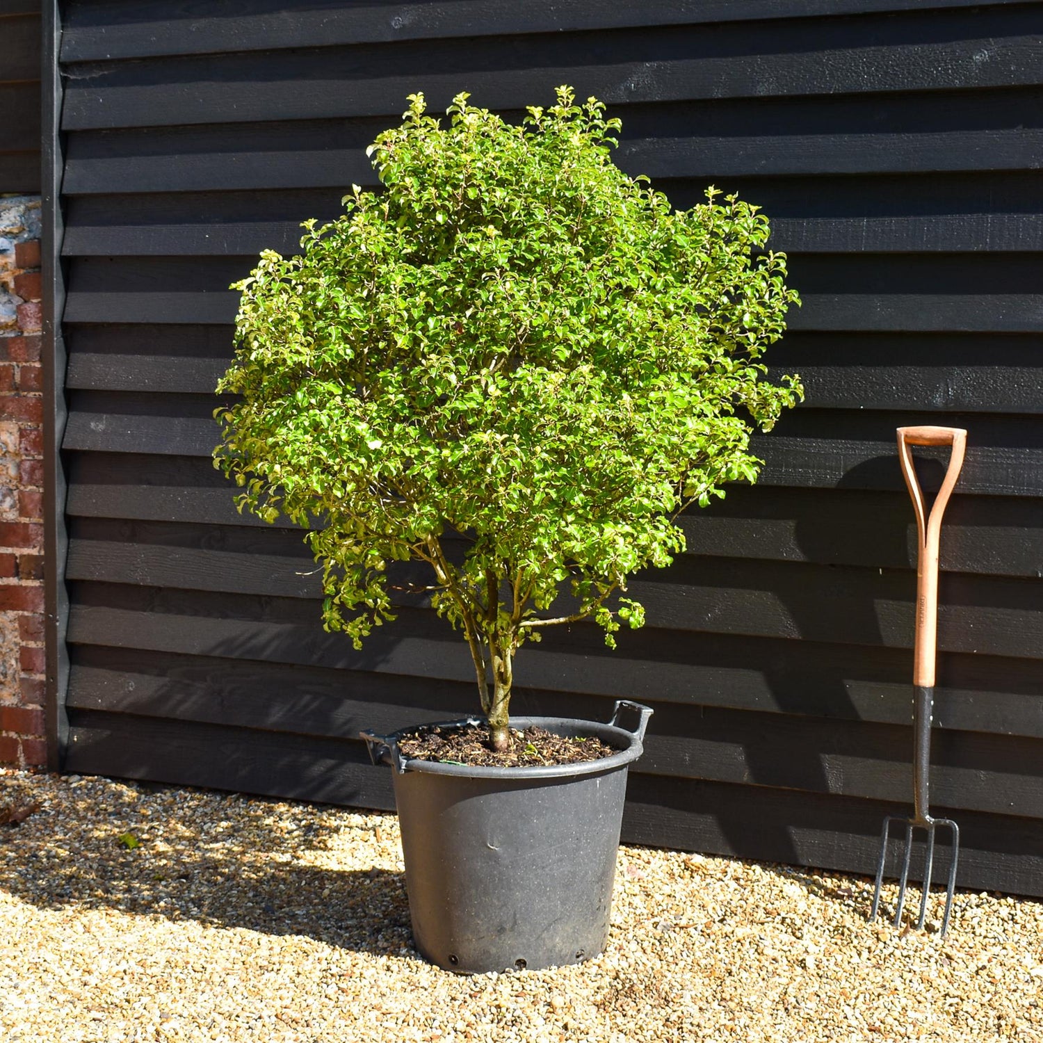 Pittosporum tenuifolium 'Gold Star' - Height 110-130cm, 50lt