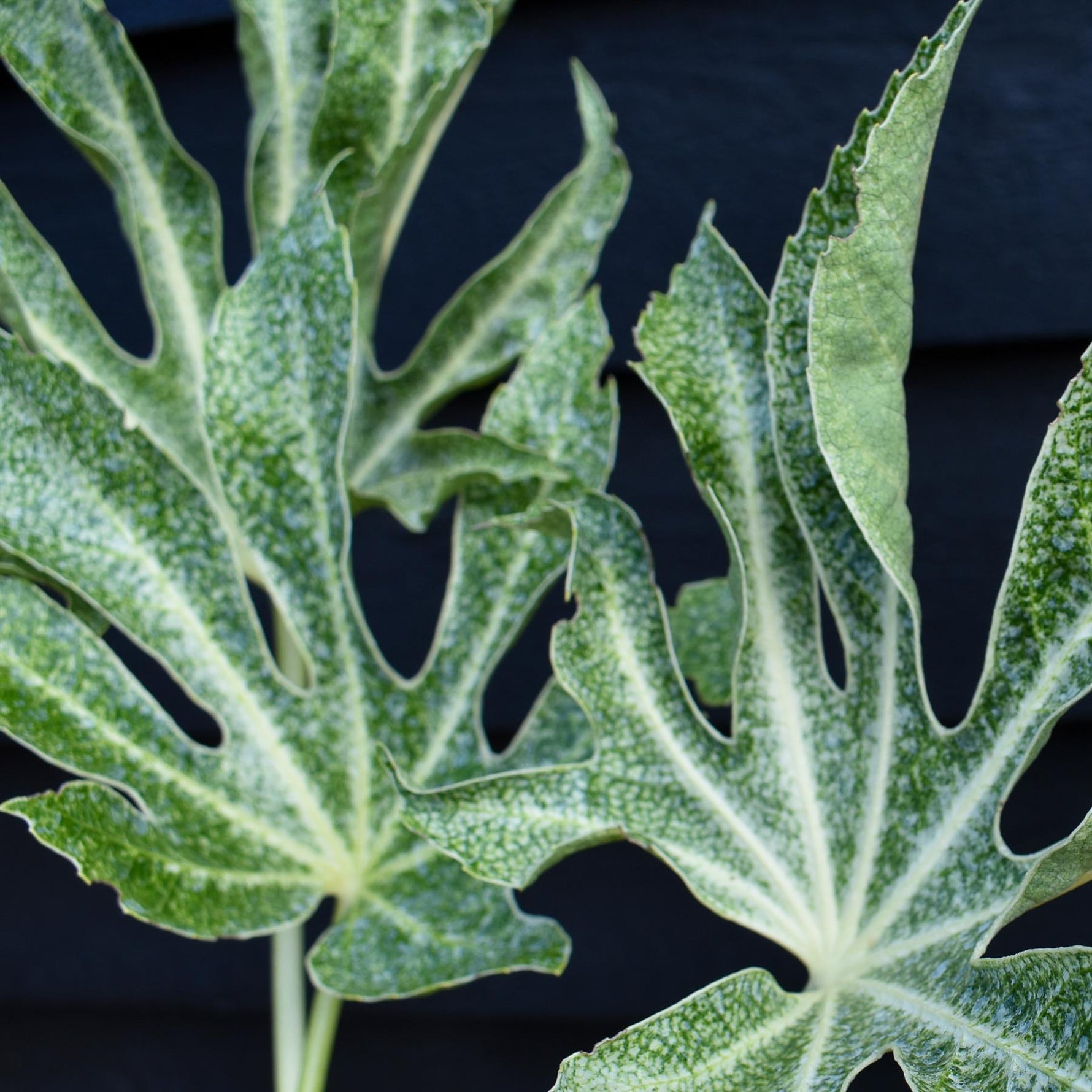 white spider web like on plants Fatsia japonica 'Spider's Web'