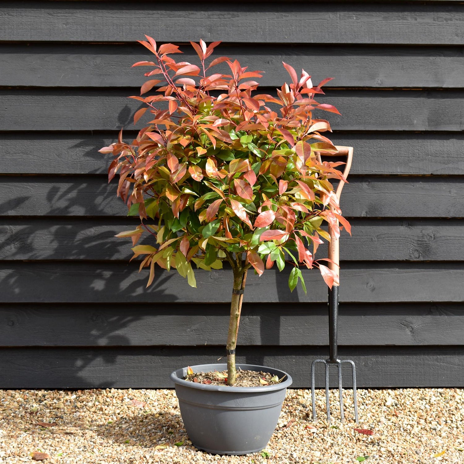 Photinia x fraseri Red Robin - Bowl - Stem 40cm - Height 130-150cm - 25lt