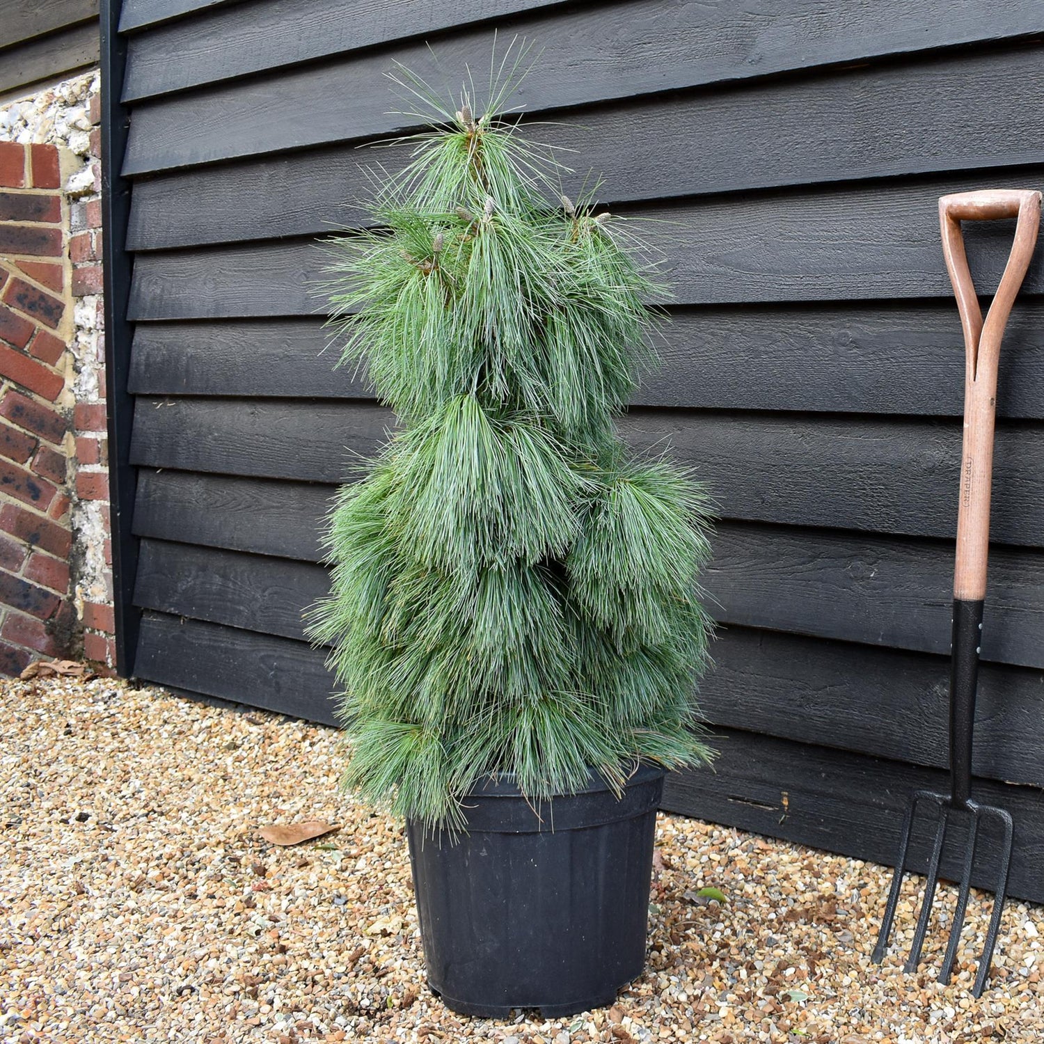 Pinus x schwerinii 'Wiethorst' |Schwerin's pine 'Wiethorst' - Height 75-85cm - 20lt