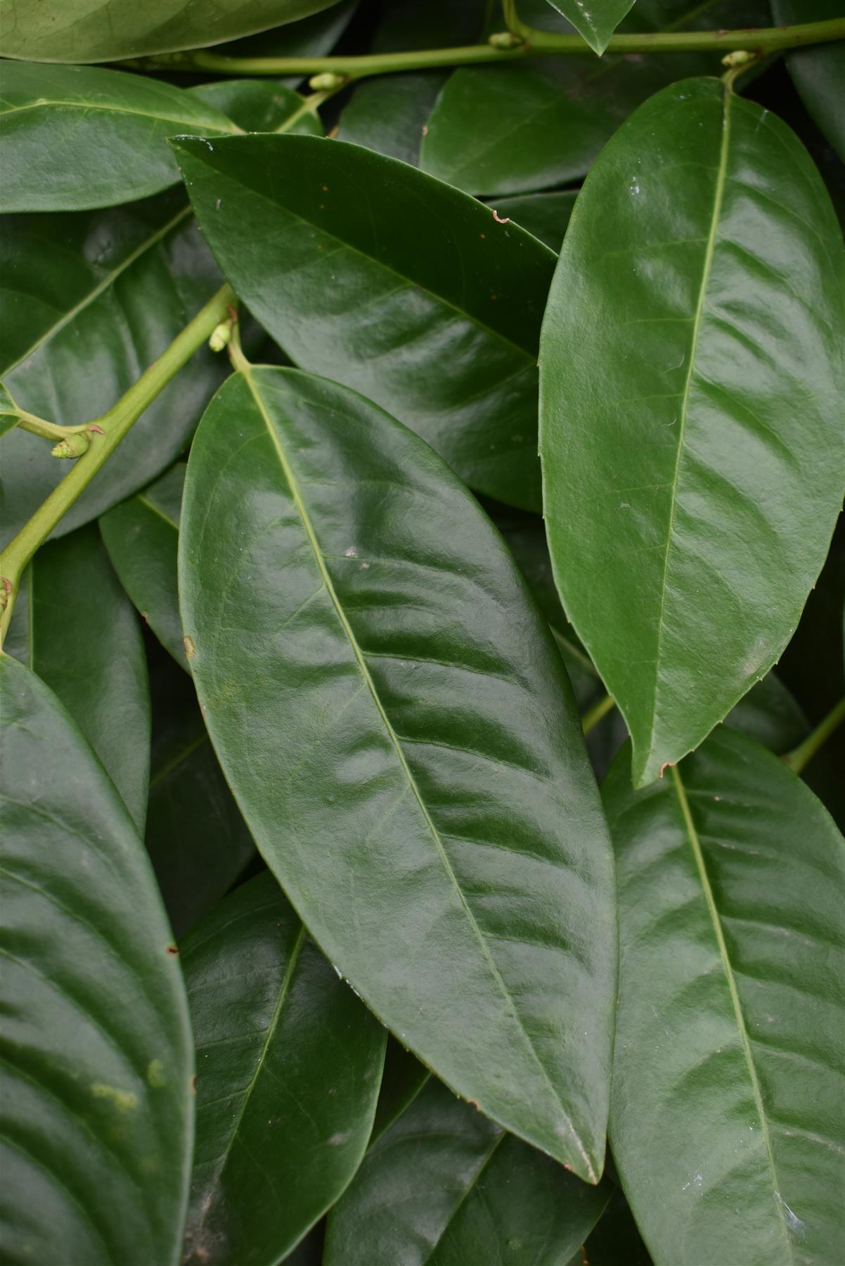 Prunus laurocerasus 'Otto Luyken' - Height 50-80cm - Width 130cm - 40lt