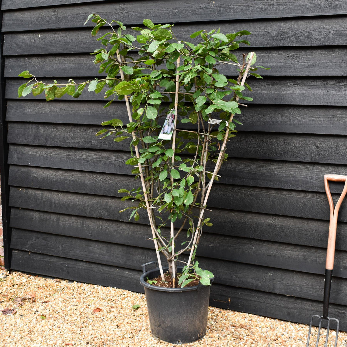 Prunus domestica 'Stanley' | Plum 'Stanley' -  Frame - Height 130-140cm - 30lt