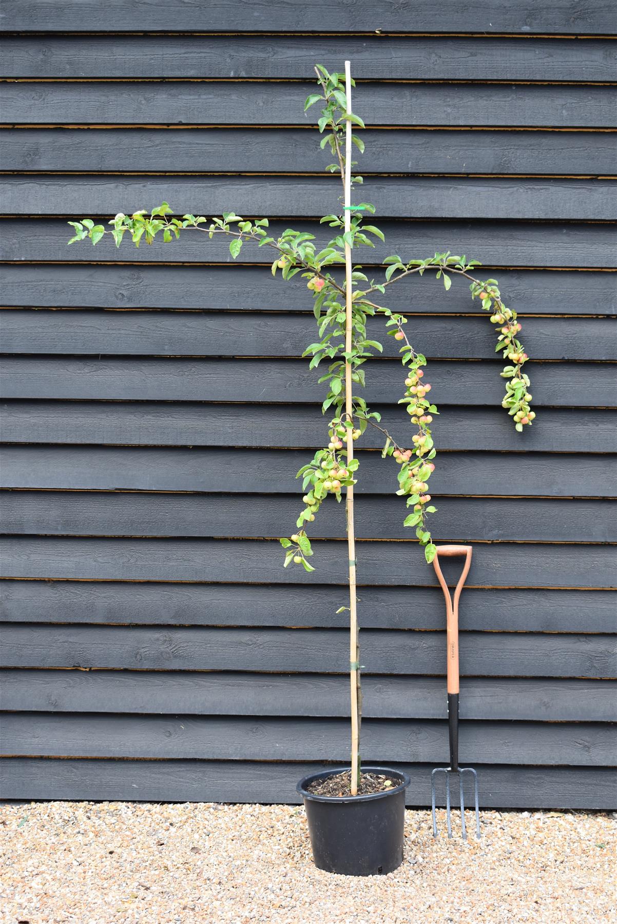 Crab apple | Malus 'Butterball'  - 220-240cm - 20lt
