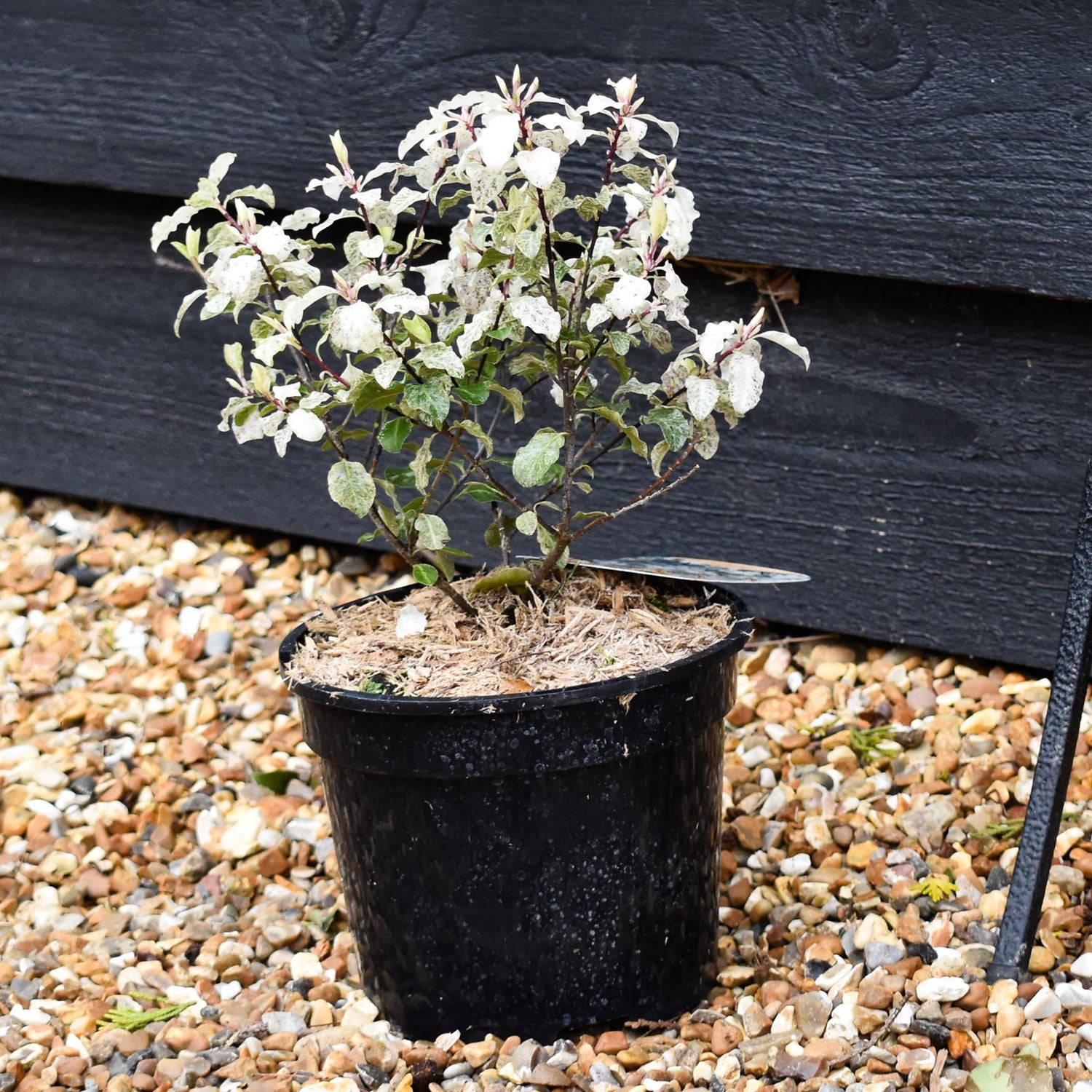 Pittosporum Irene Paterson - Height 20-30cm - 2lt