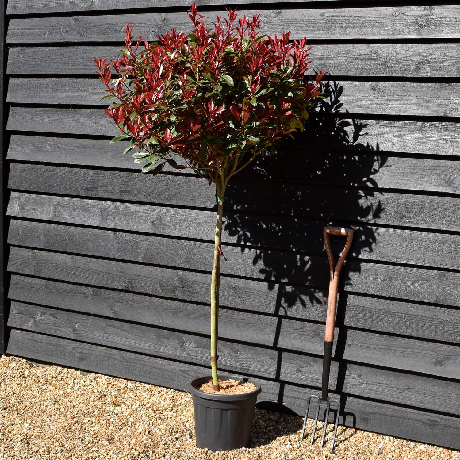 Photinia Robusta Compacta | Red-Leaf Photinia - Clear Stem - Height 170cm -15lt
