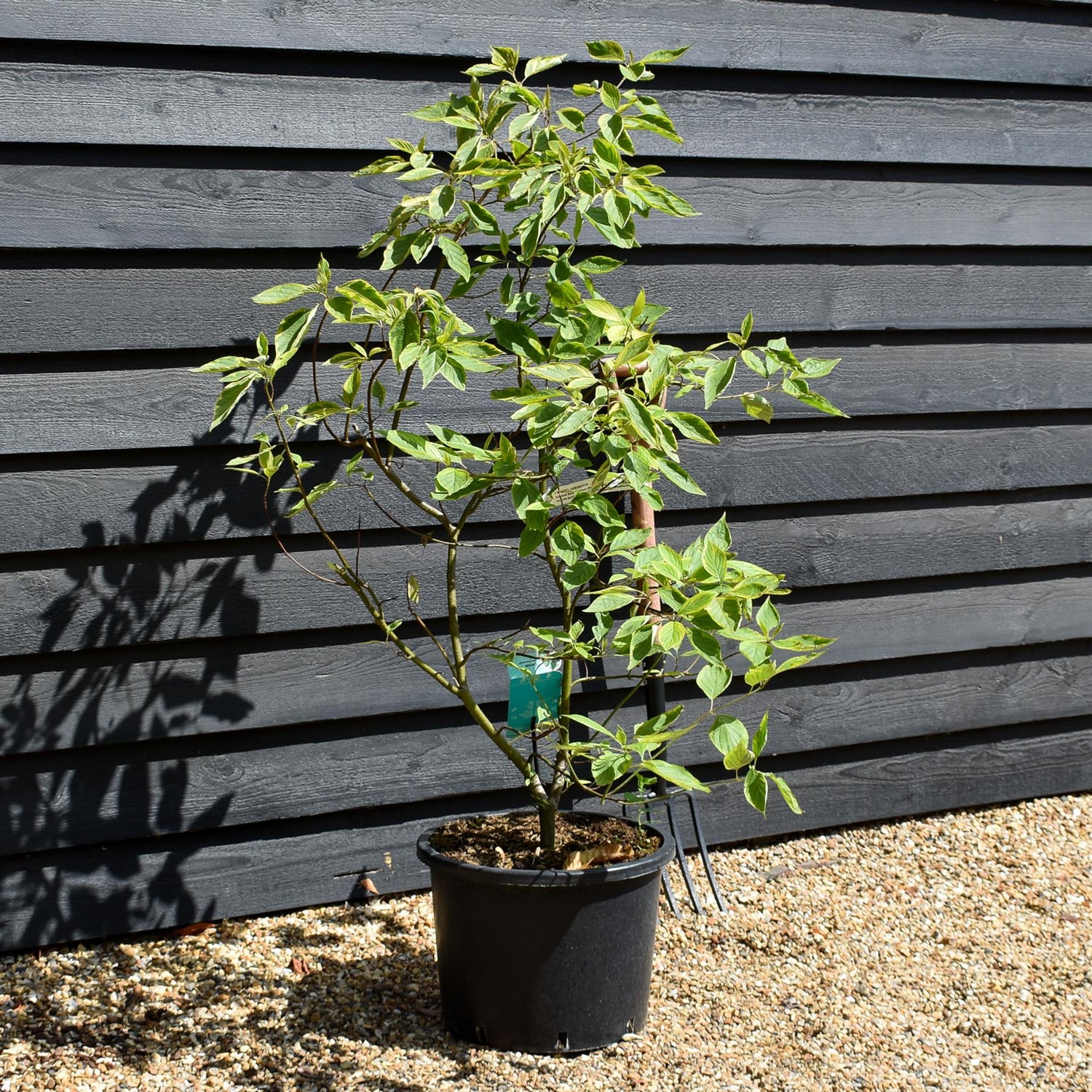 Cornus alba 'Gouchaultii' | Dogwood - Shrub - Height 90-120cm - 20lt