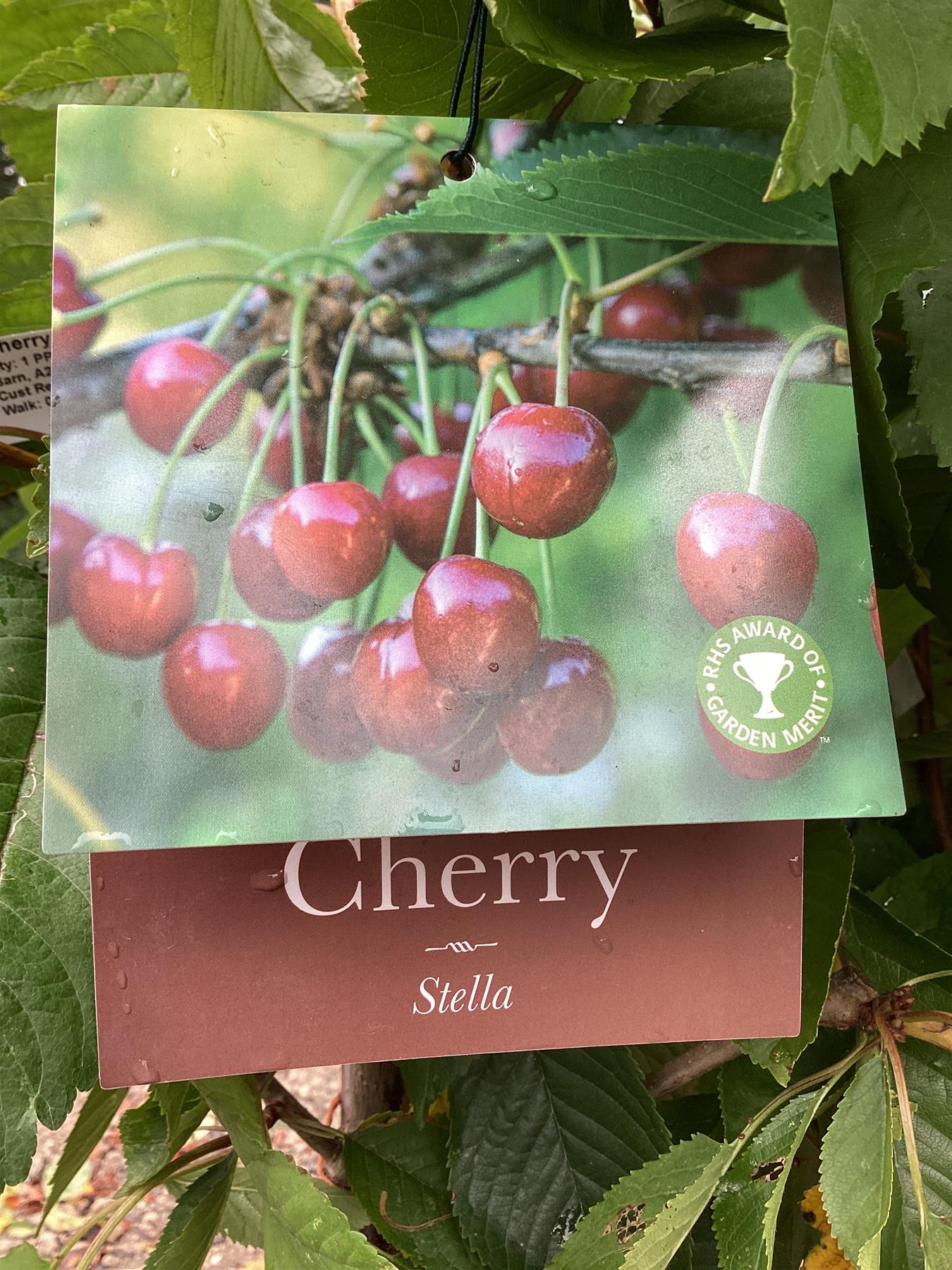 Cherry 'Stella' on Colt | Prunus avium - Semi-Dwarfing - 160-170cm - 12lt
