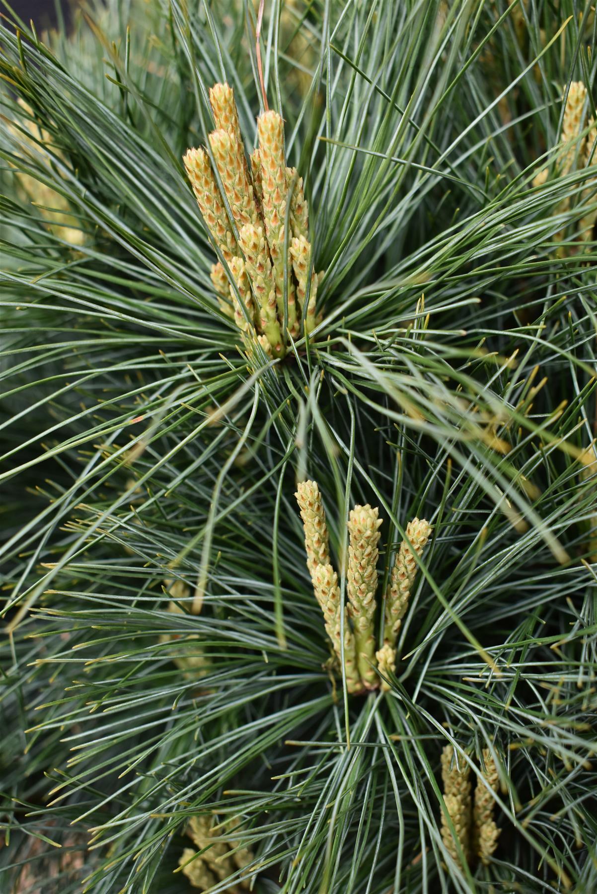 Pinus strobus 'Bergman's Mini' | Eastern White Pine - Height 20cm - Width 30cm - 15lt