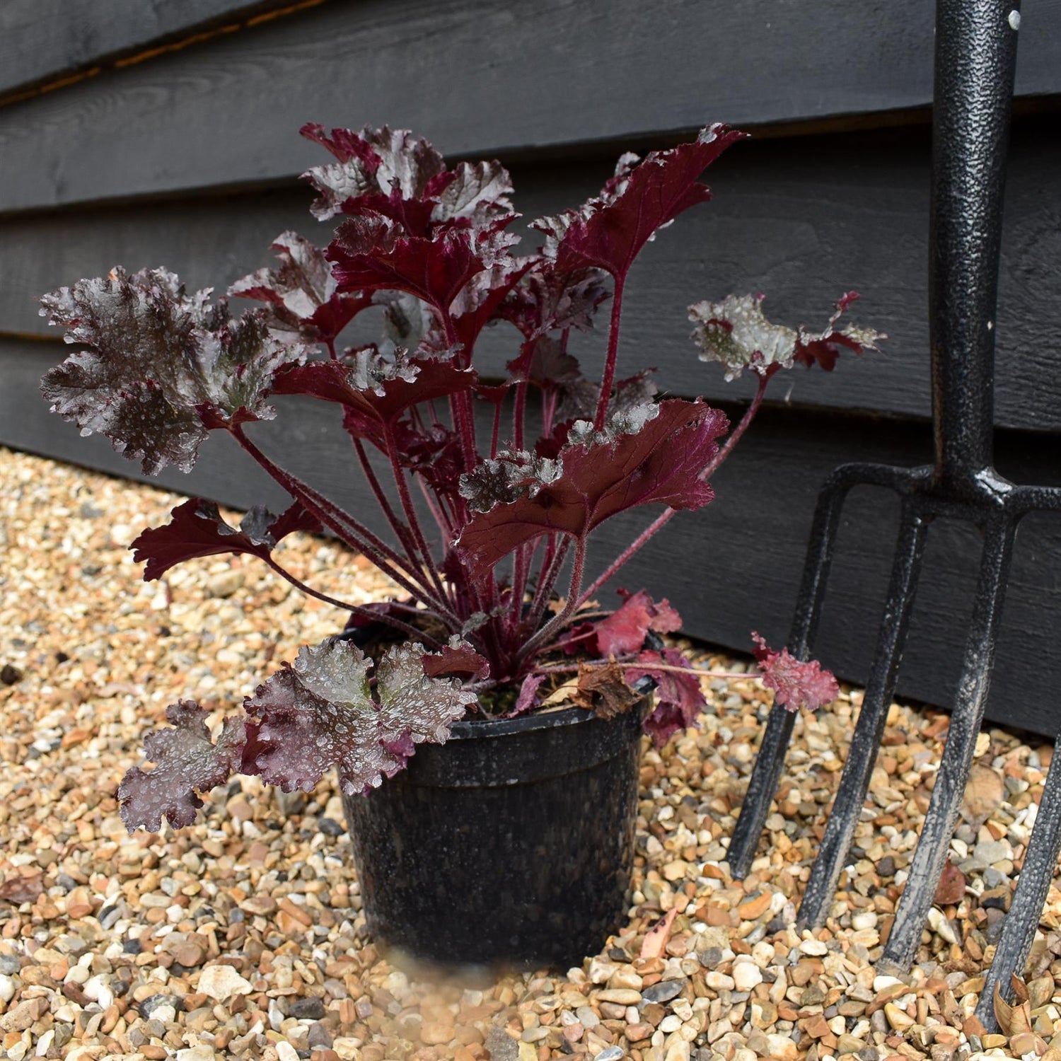 Heuchera 'Black Taffeta' - Height 25-30cm - 2lt