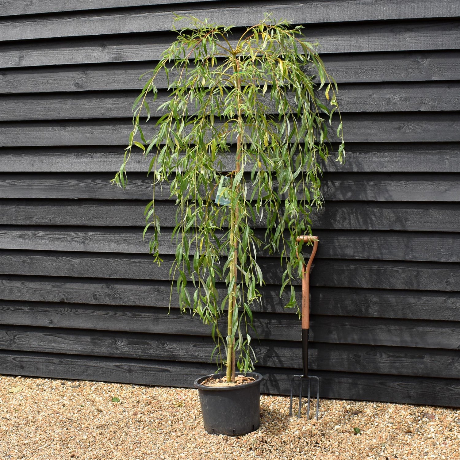 Salix Sepulcralis var. chrysocoma | Golden Weeping Willow  - Height 210-250cm - 20lt