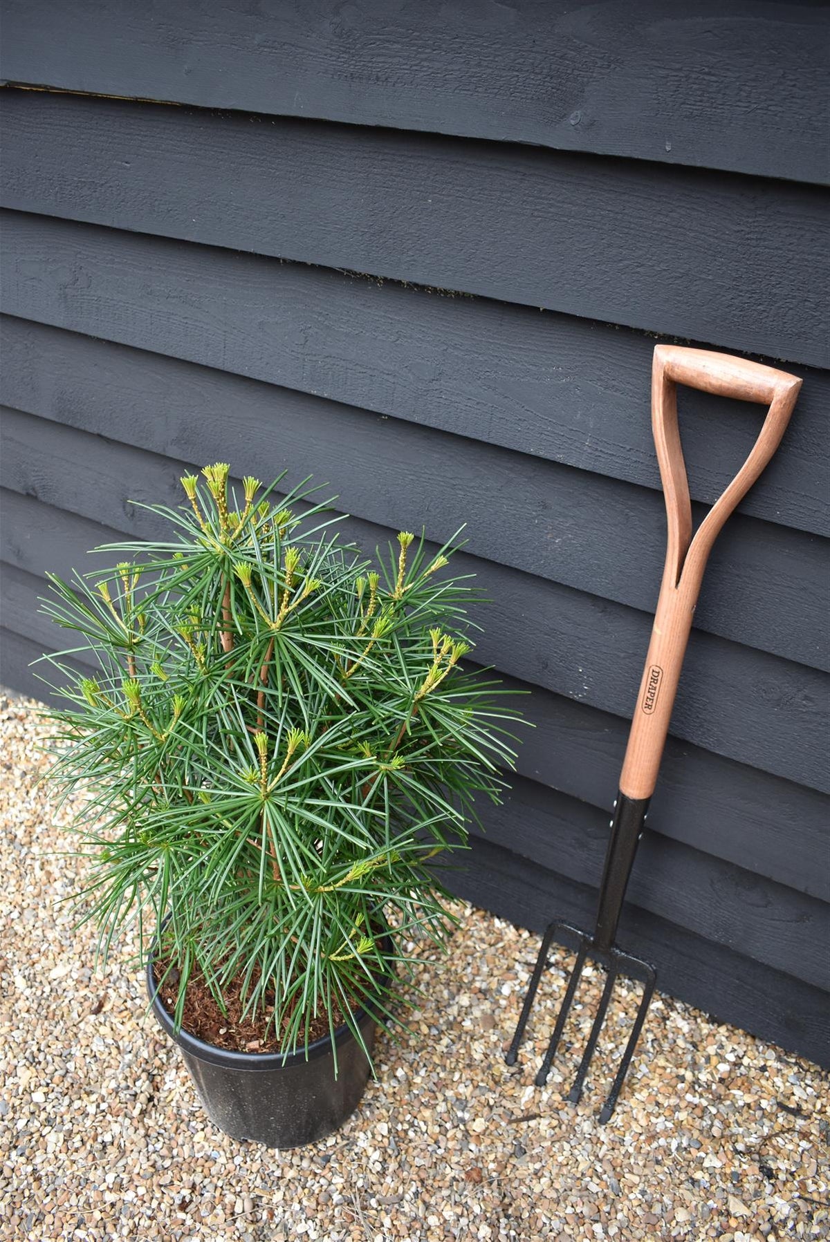 Sciadopitys Verticillata | Japanese umbrella tree - Height 70cm - Width 40-50cm - 15lt