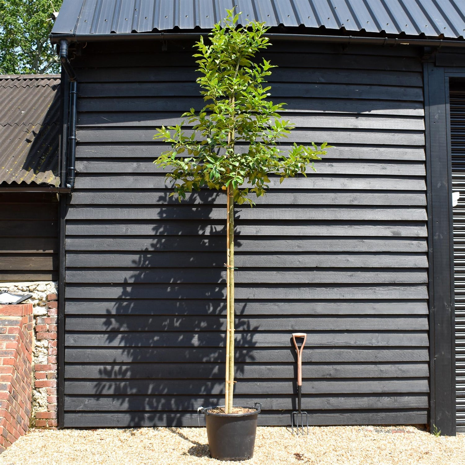 Ilex Castaneifolia - Chestnut-leaved Holly - Clear Stem 200cm - Girth 8-10cm - Height 420-430cm - 50lt