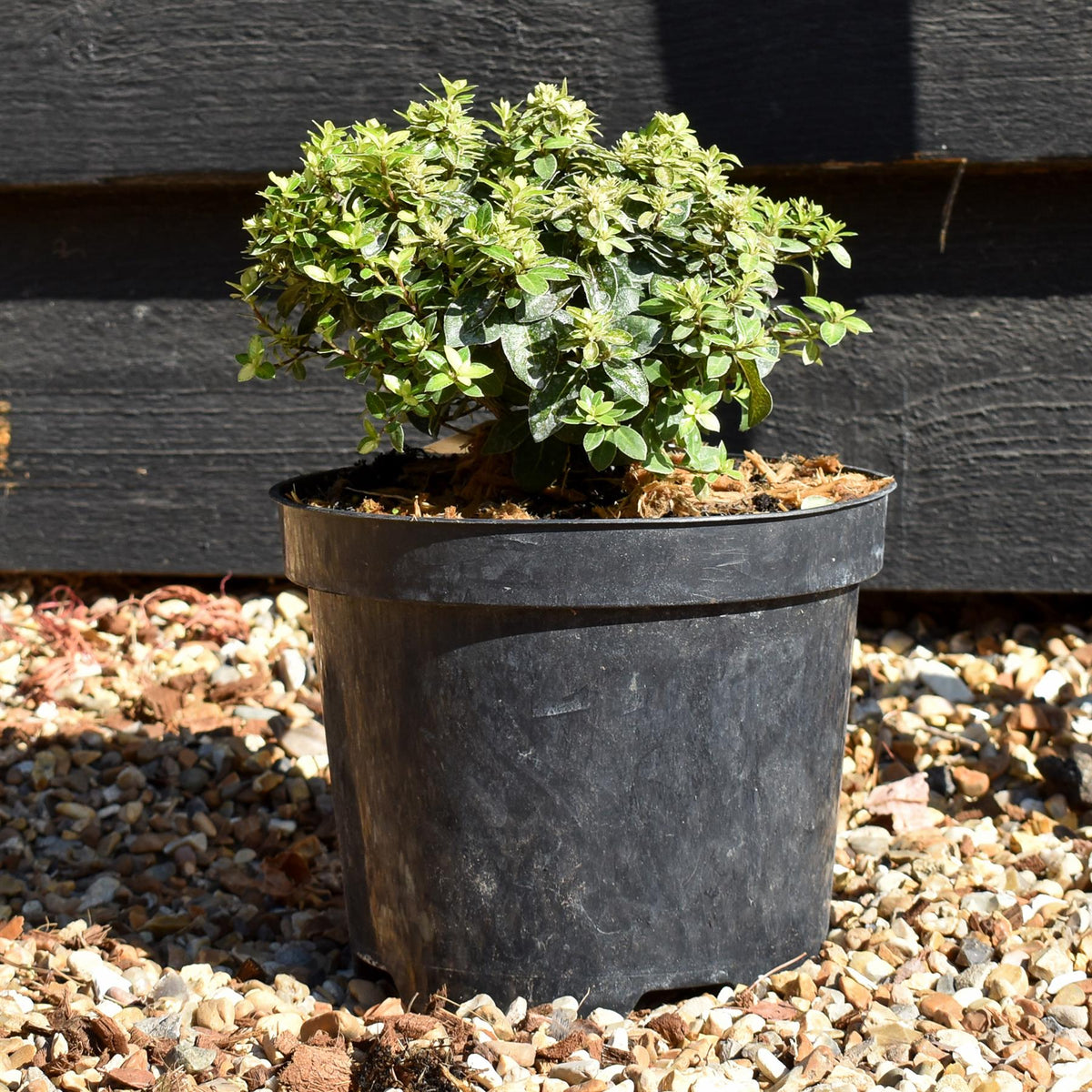 Pittosporum tenuifolium 'Gold Ball' (Golden Ball) - Height 15-20cm - 2lt