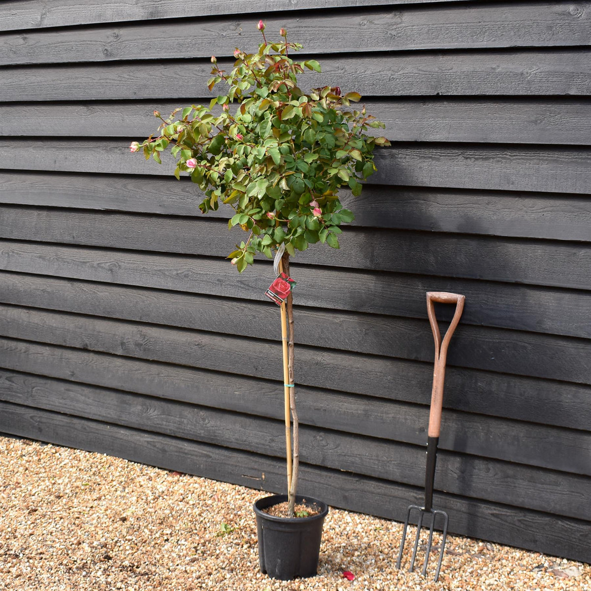 Rose 'Bengala' - Clear Stem 80-90cm - Height 130-160cm - 18lt