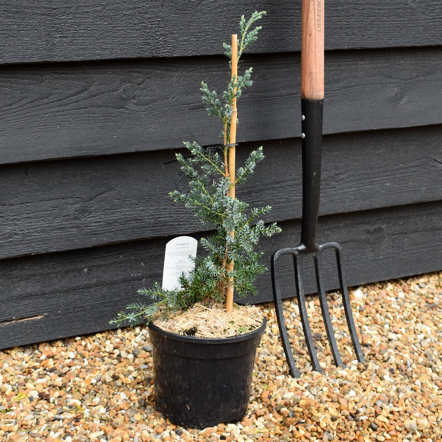 Juniperus 'Blue Alps' - Height 15-20cm - 3ltt