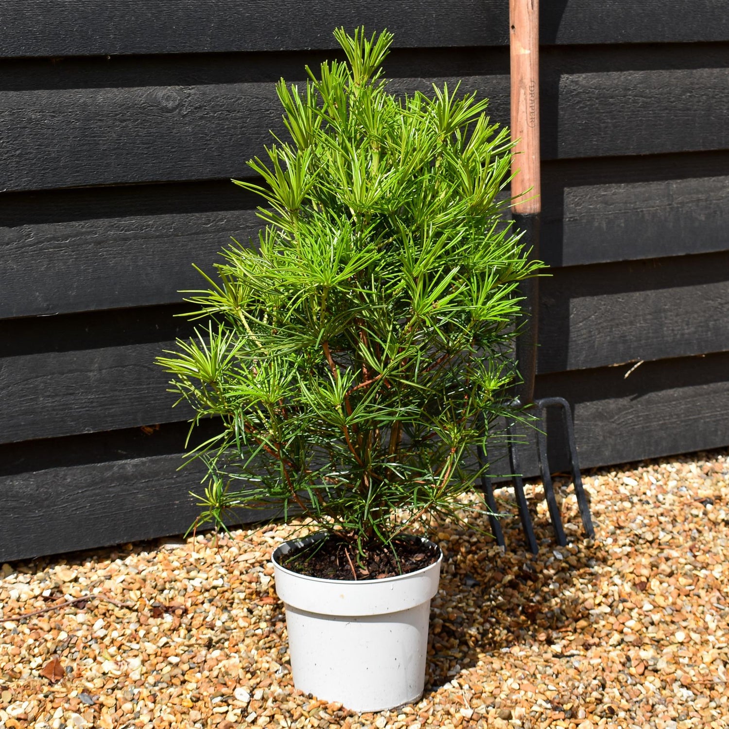 Sciadopitys Verticillata | Japanese umbrella tree - Height 50-60cm - 3lt